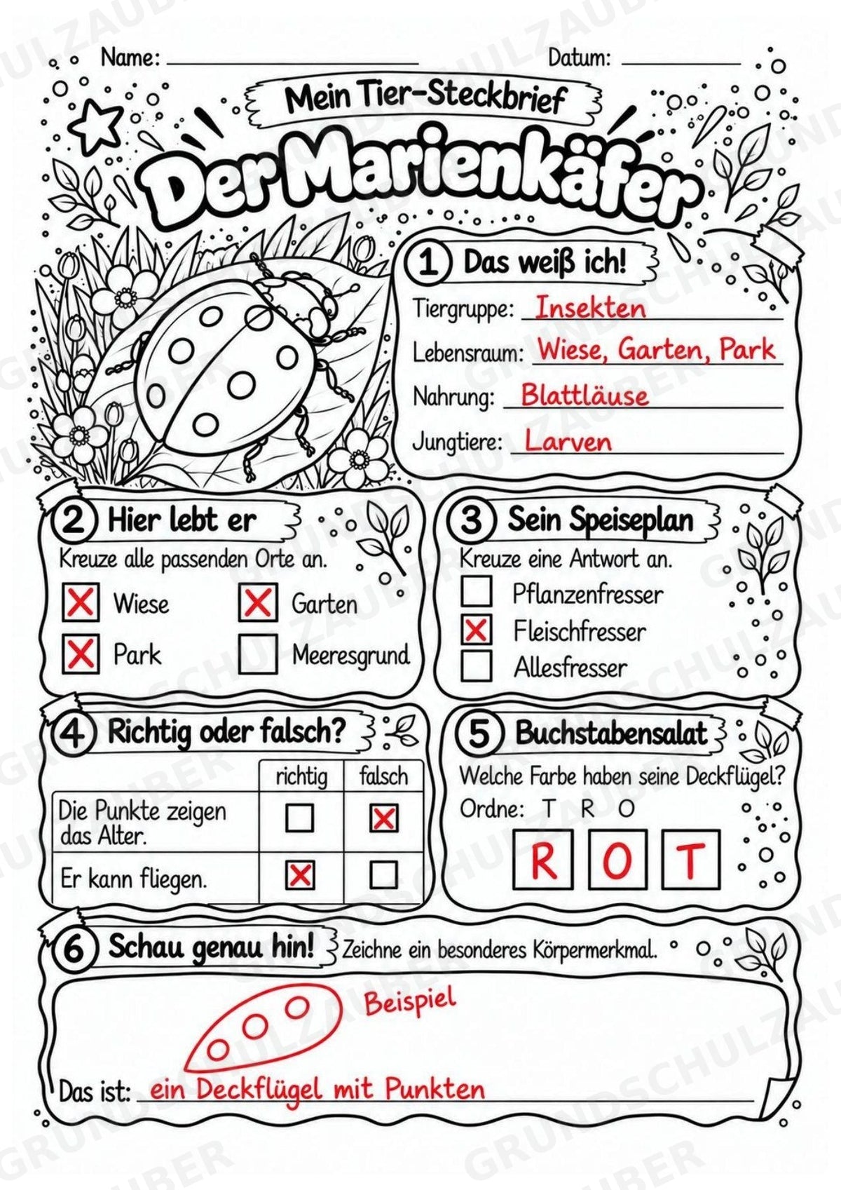Marienkäfer - Lesetext & Steckbrief | Sachunterricht Tiere Grundschule – Materialseite 5