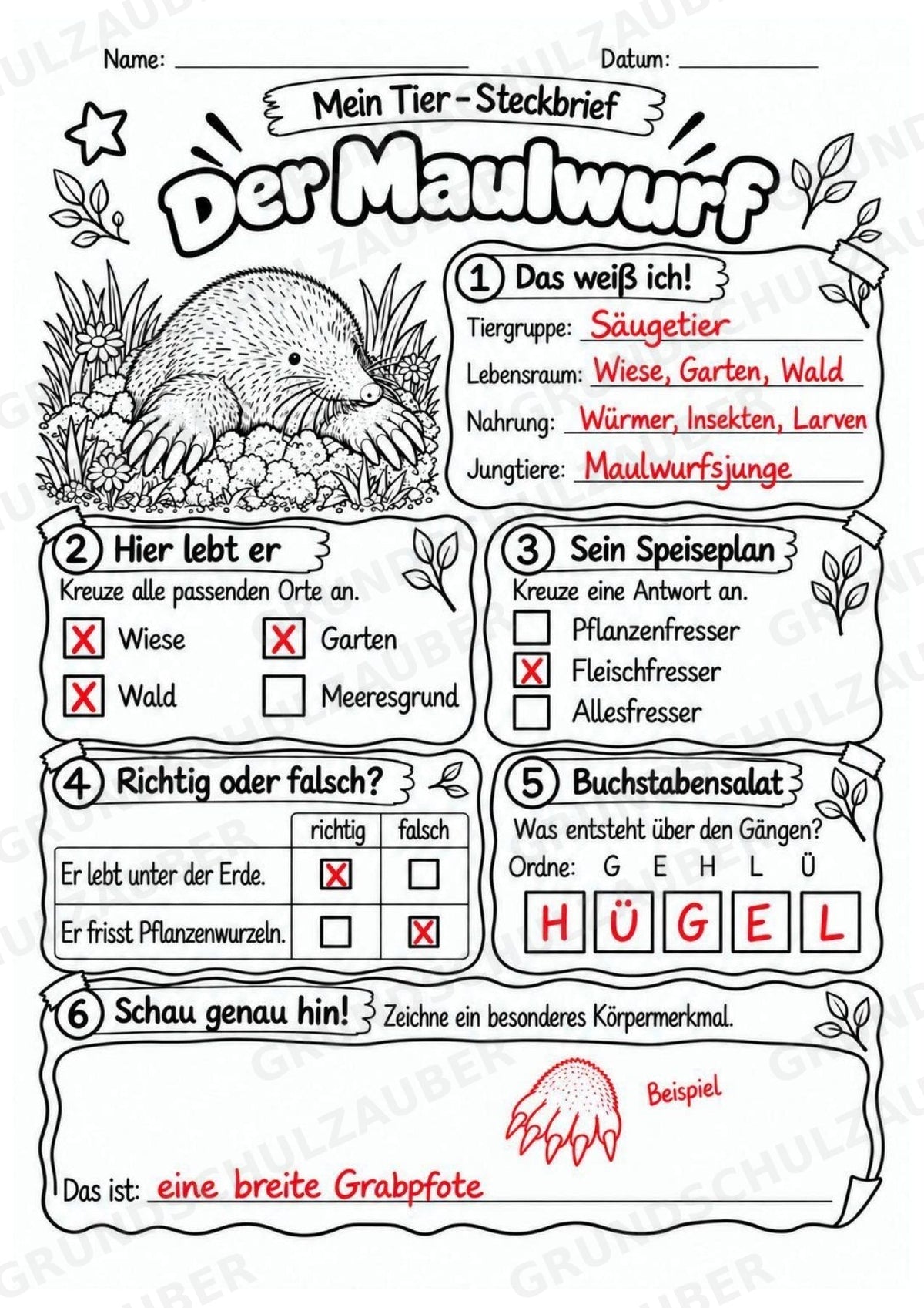 Maulwurf - Lesetext & Steckbrief | Sachunterricht Tiere Grundschule – Materialseite 5