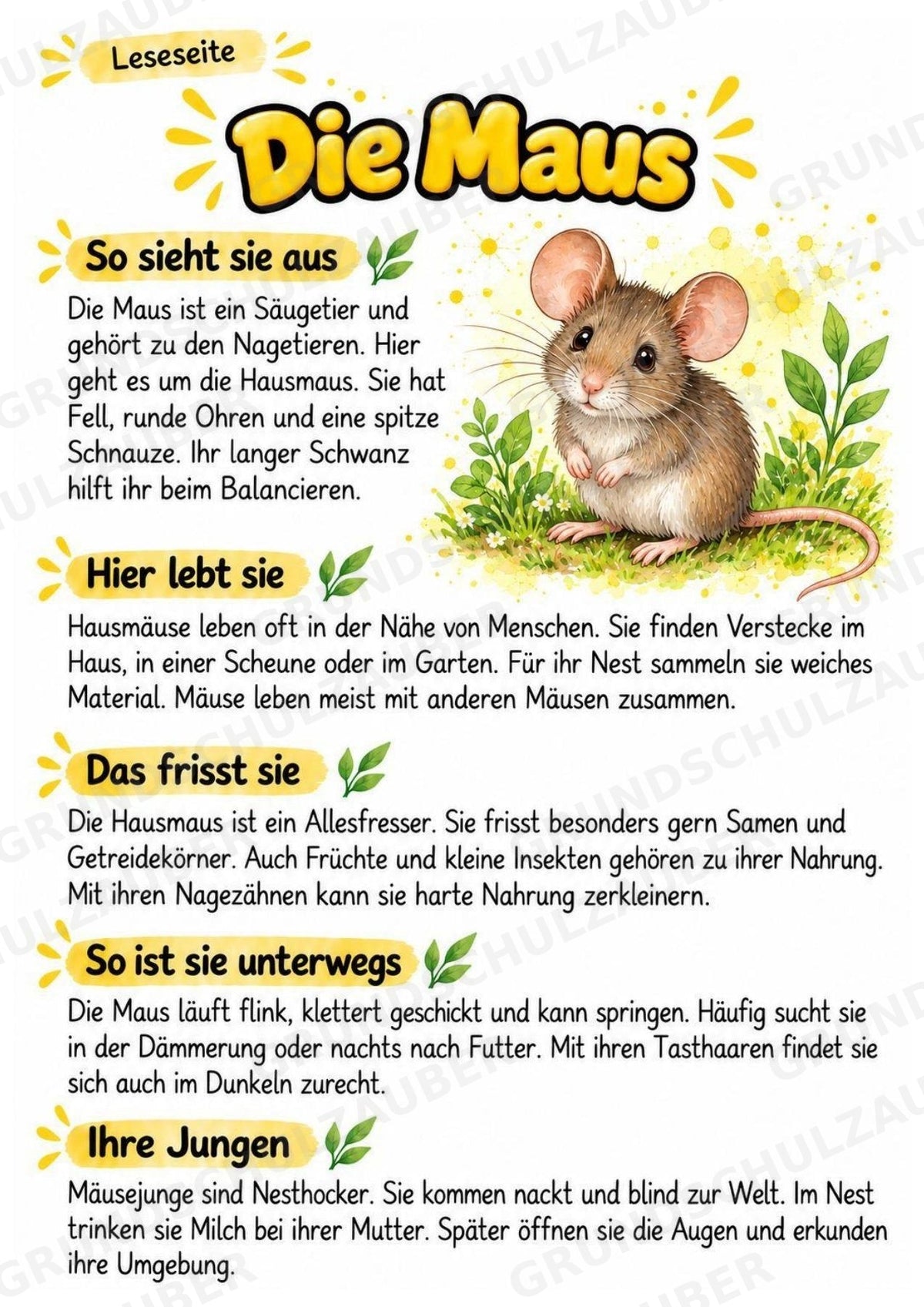 Maus - Lesetext & Steckbrief | Sachunterricht Tiere Grundschule – Materialseite 2
