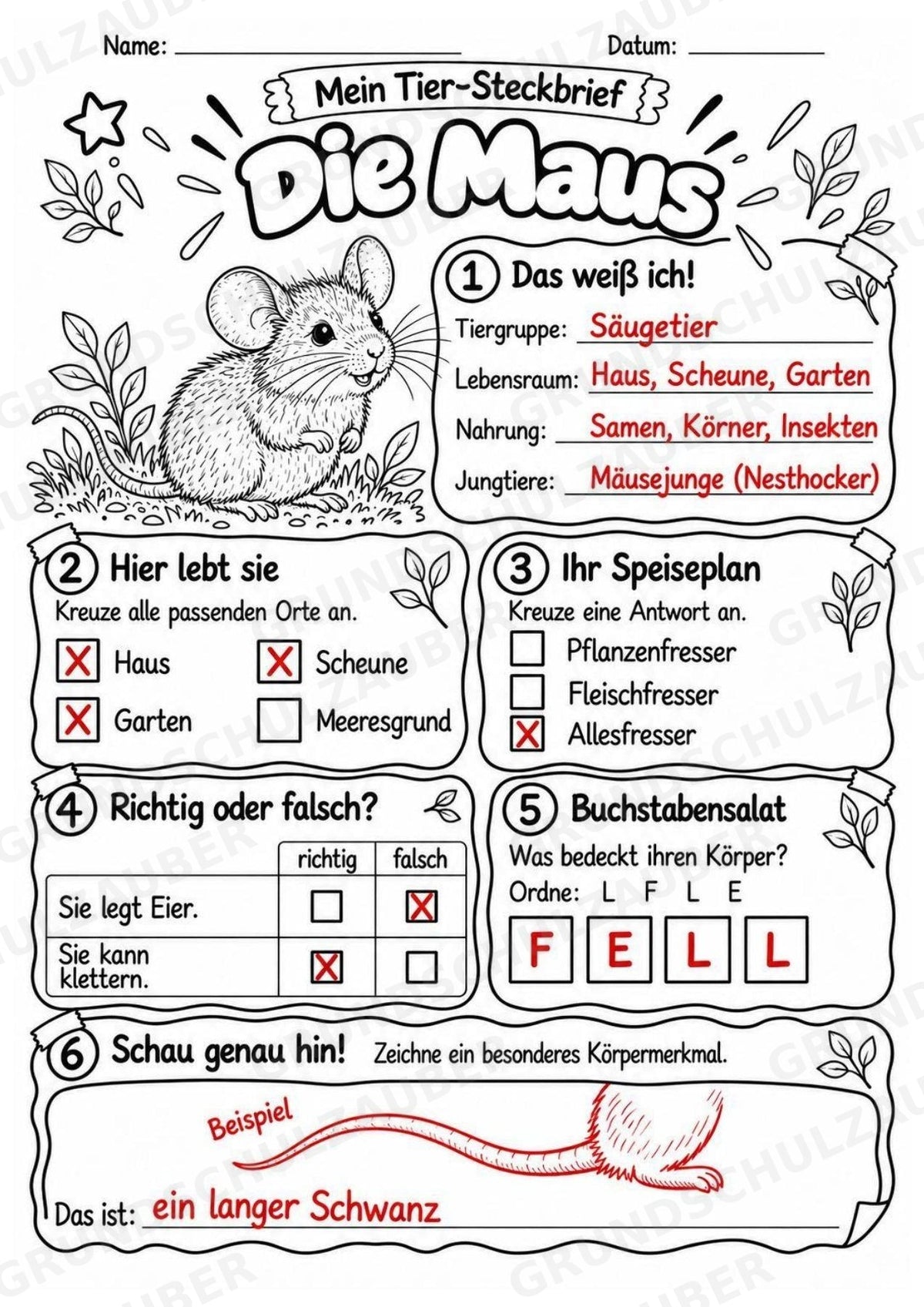 Maus - Lesetext & Steckbrief | Sachunterricht Tiere Grundschule – Materialseite 5