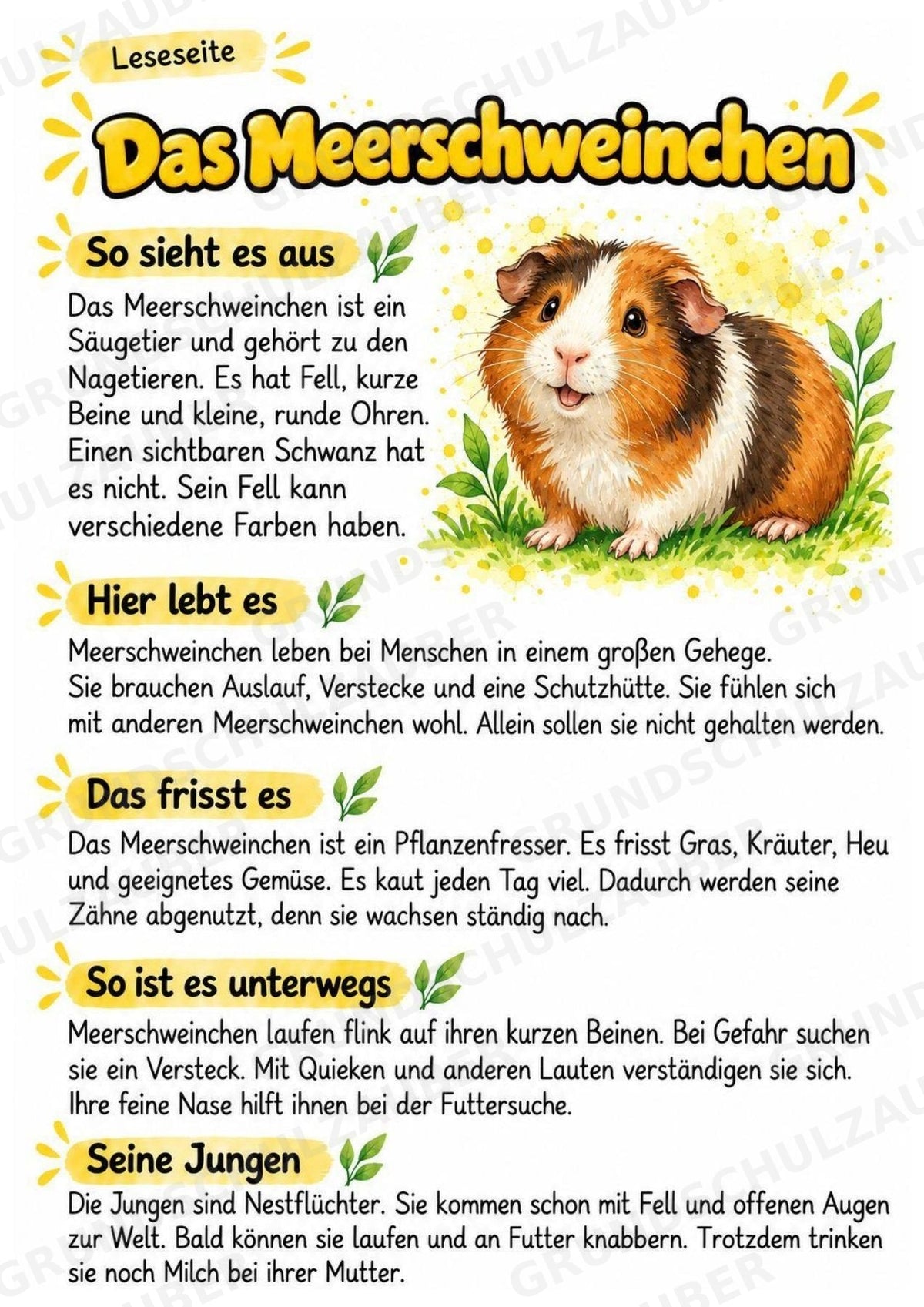Meerschweinchen - Lesetext & Steckbrief | Sachunterricht Tiere Grundschule – Materialseite 2