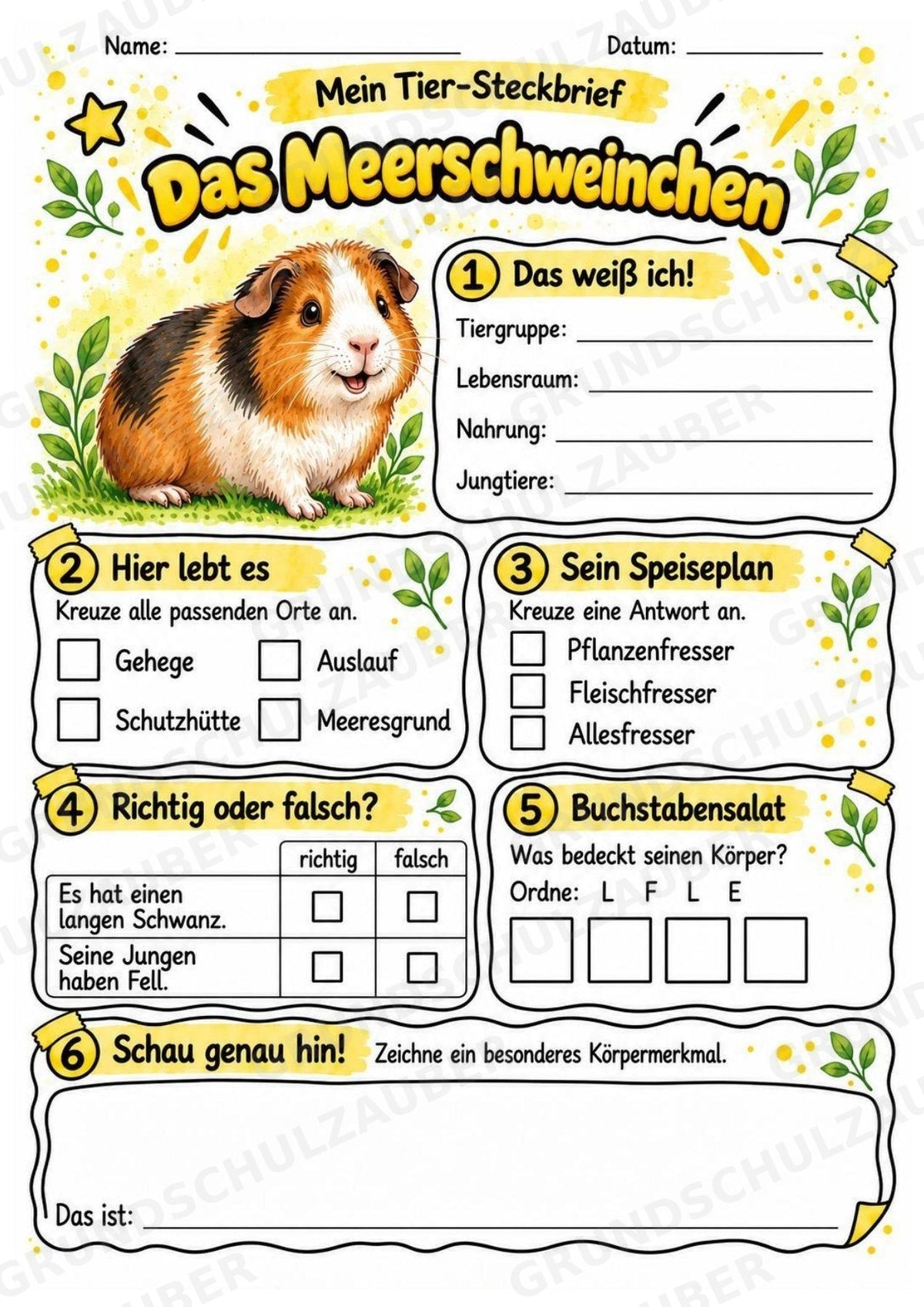Meerschweinchen - Lesetext & Steckbrief | Sachunterricht Tiere Grundschule – Materialseite 3
