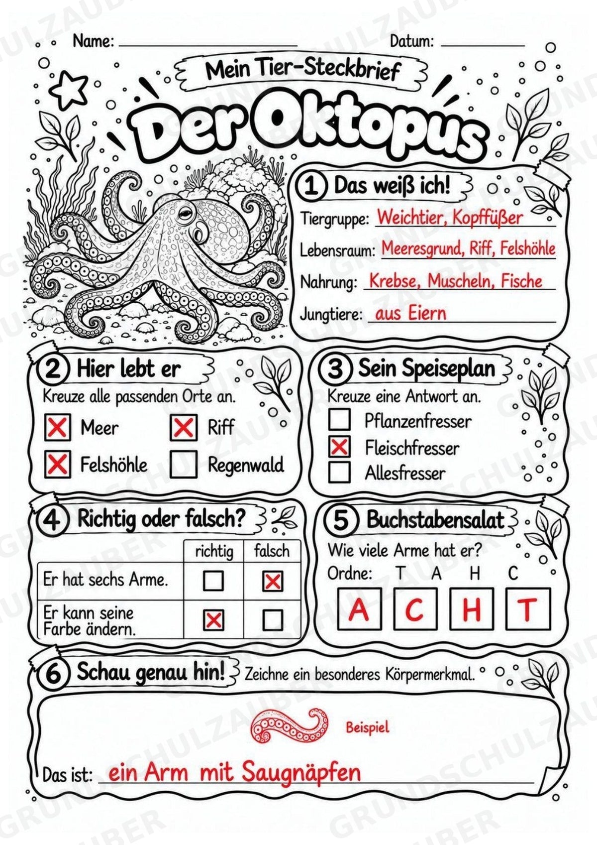 Oktopus - Lesetext & Steckbrief | Sachunterricht Tiere Grundschule – Materialseite 5