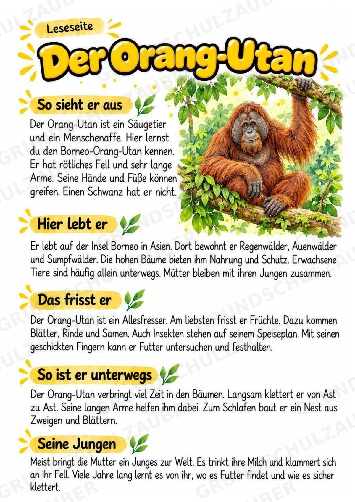 Orang Utan - Lesetext & Steckbrief | Sachunterricht Tiere Grundschule – Materialseite 2