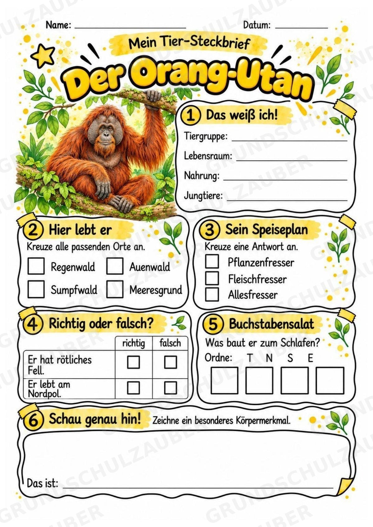 Orang Utan - Lesetext & Steckbrief | Sachunterricht Tiere Grundschule – Materialseite 3