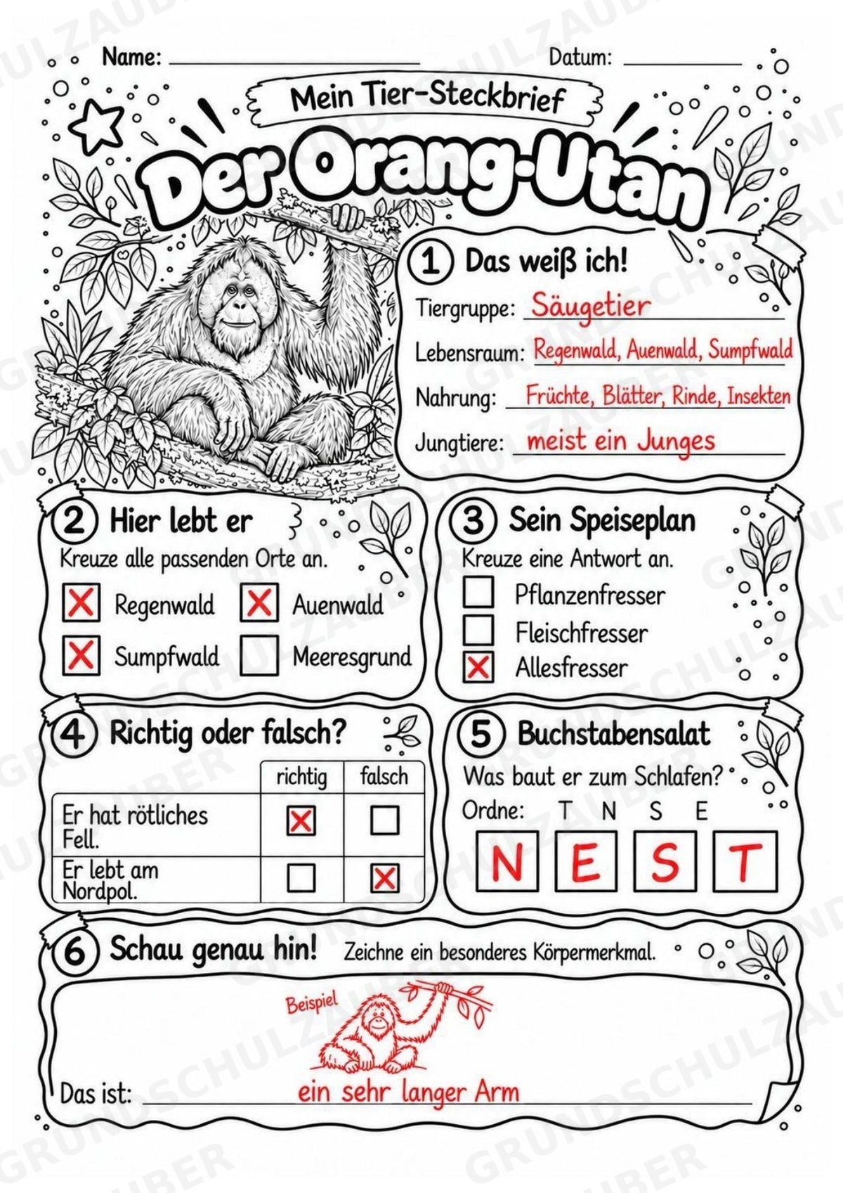 Orang Utan - Lesetext & Steckbrief | Sachunterricht Tiere Grundschule – Materialseite 5
