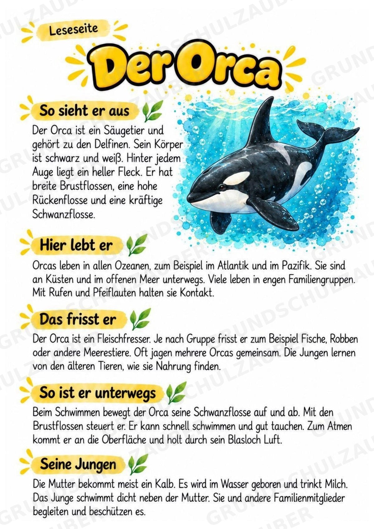 Orca - Lesetext & Steckbrief | Sachunterricht Tiere Grundschule – Materialseite 2