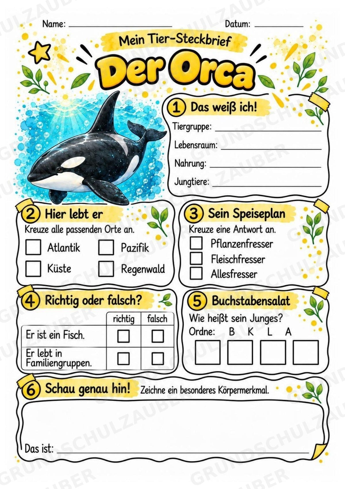 Orca - Lesetext & Steckbrief | Sachunterricht Tiere Grundschule – Materialseite 3