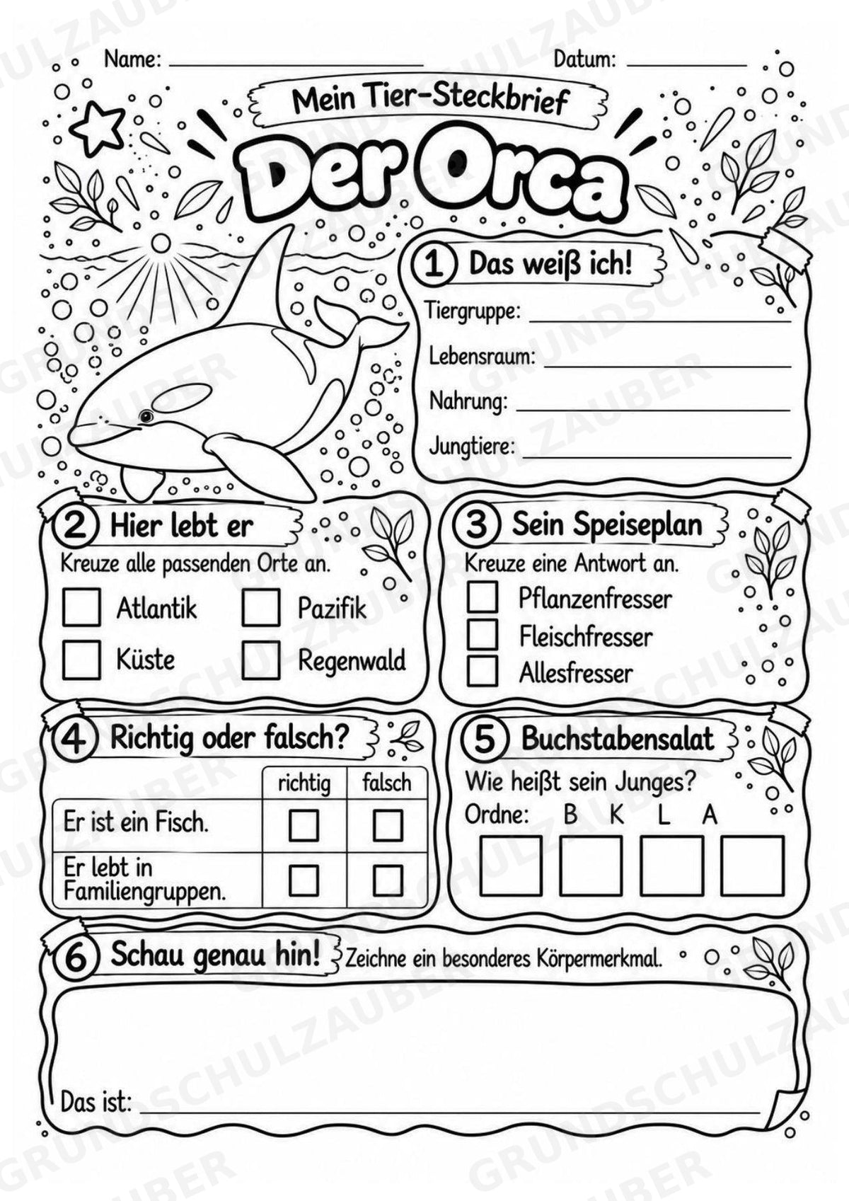 Orca - Lesetext & Steckbrief | Sachunterricht Tiere Grundschule – Materialseite 4