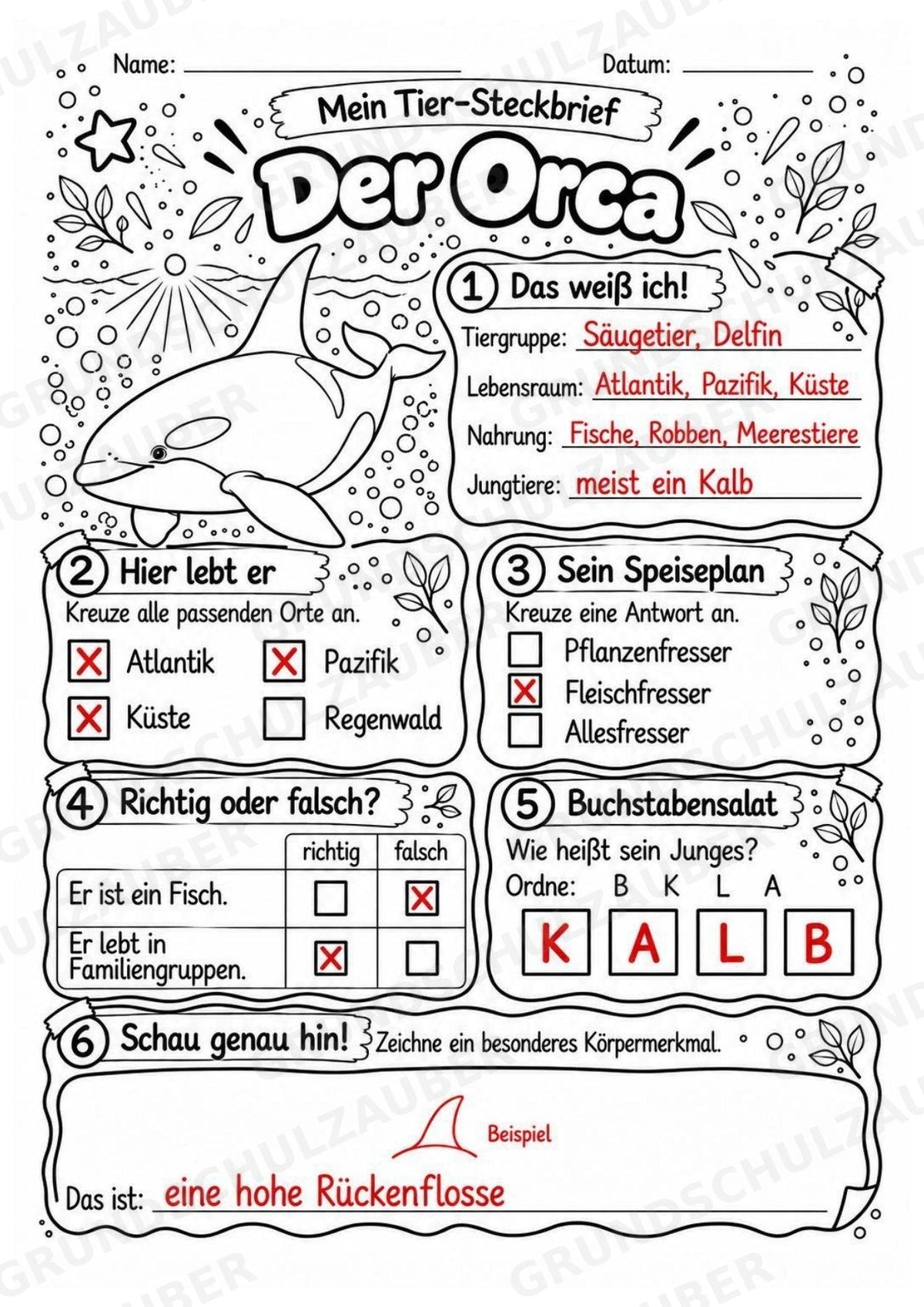 Orca - Lesetext & Steckbrief | Sachunterricht Tiere Grundschule – Materialseite 5