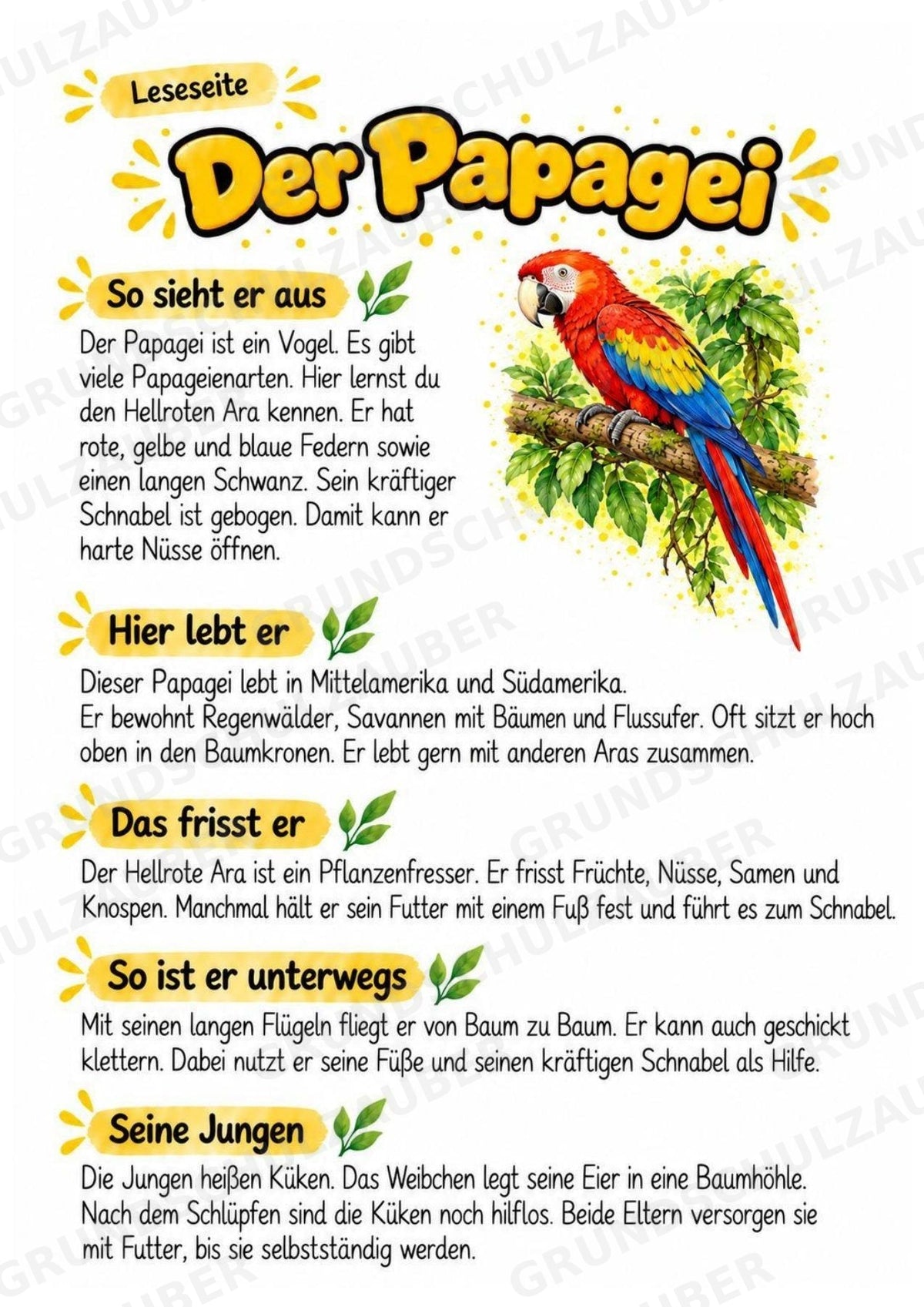 Papagei - Lesetext & Steckbrief | Sachunterricht Tiere Grundschule – Materialseite 2