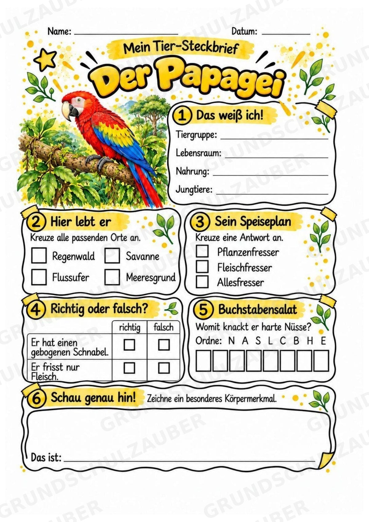 Papagei - Lesetext & Steckbrief | Sachunterricht Tiere Grundschule – Materialseite 3