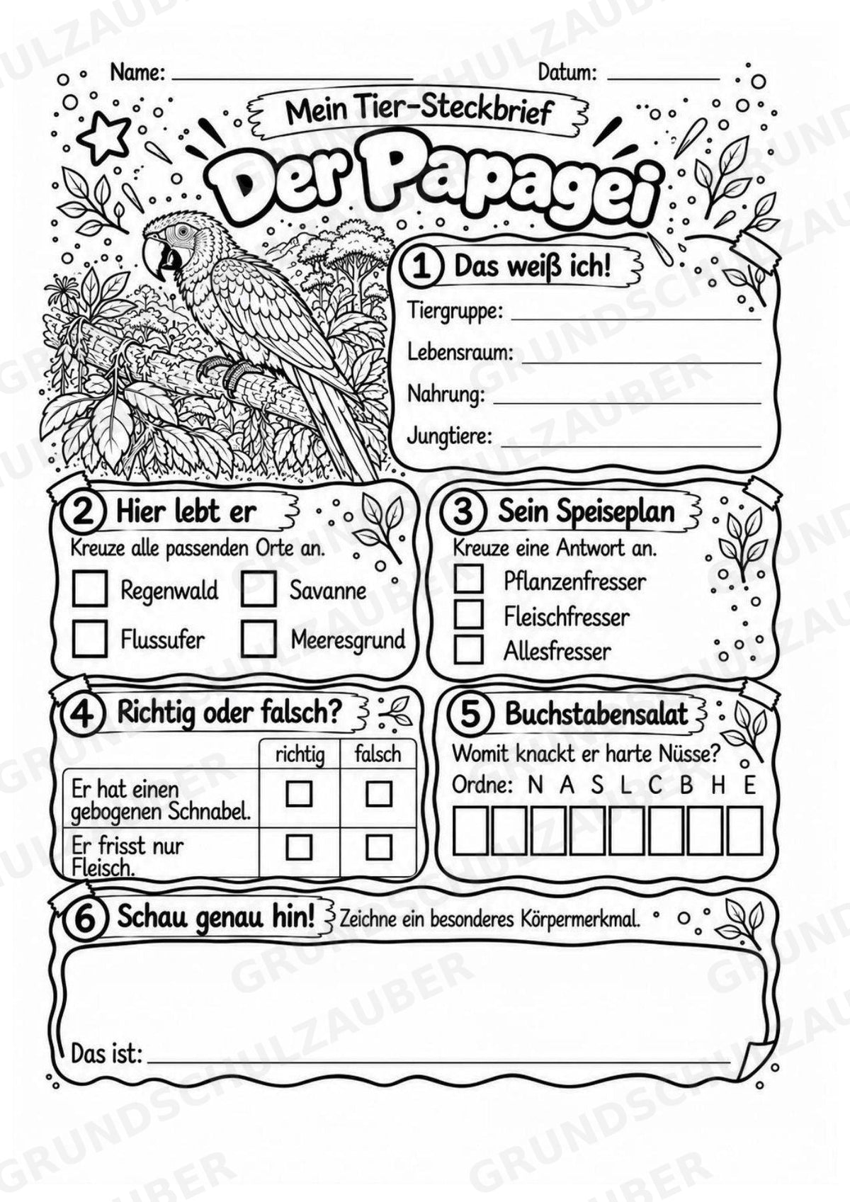 Papagei - Lesetext & Steckbrief | Sachunterricht Tiere Grundschule – Materialseite 4