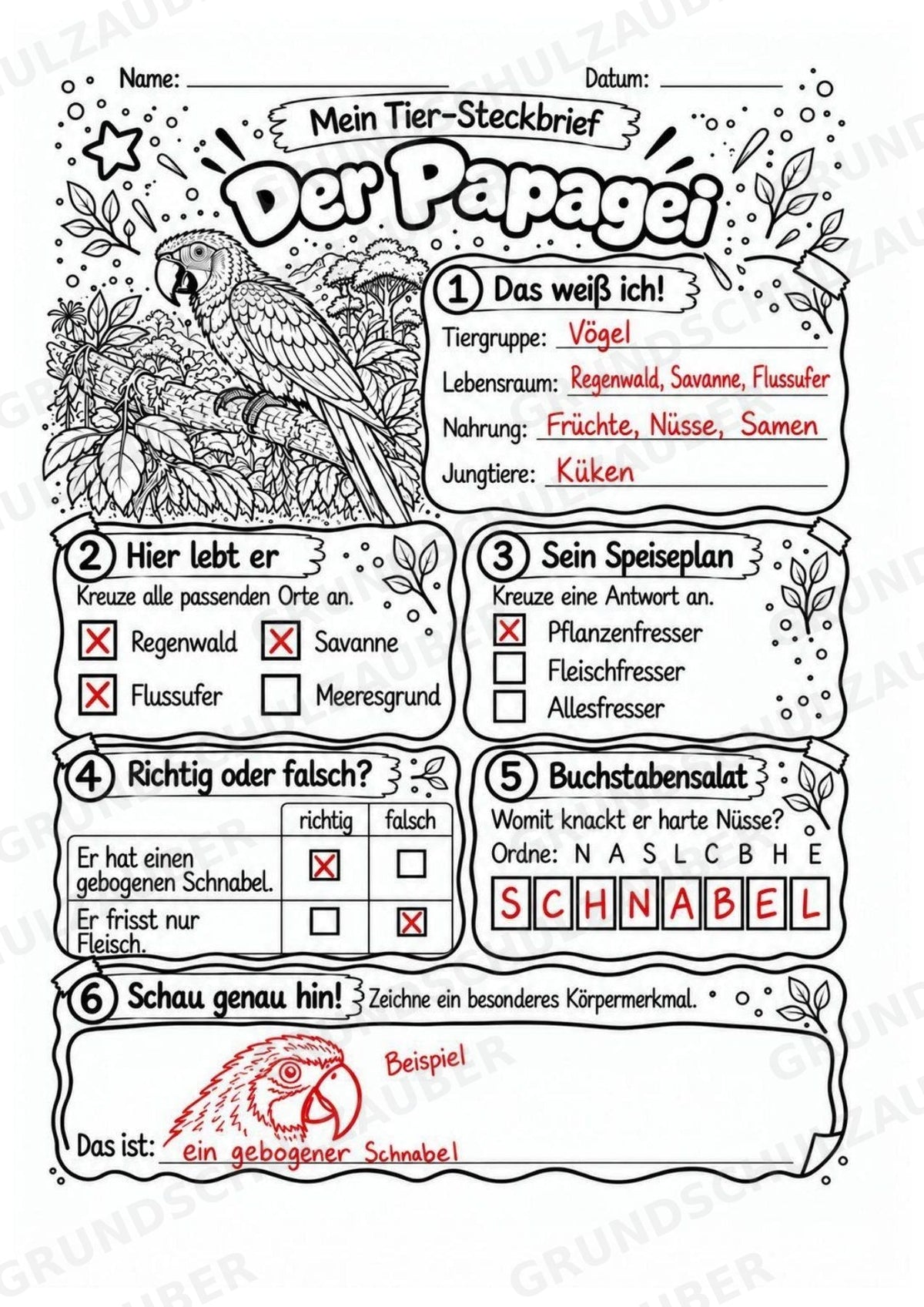 Papagei - Lesetext & Steckbrief | Sachunterricht Tiere Grundschule – Materialseite 5