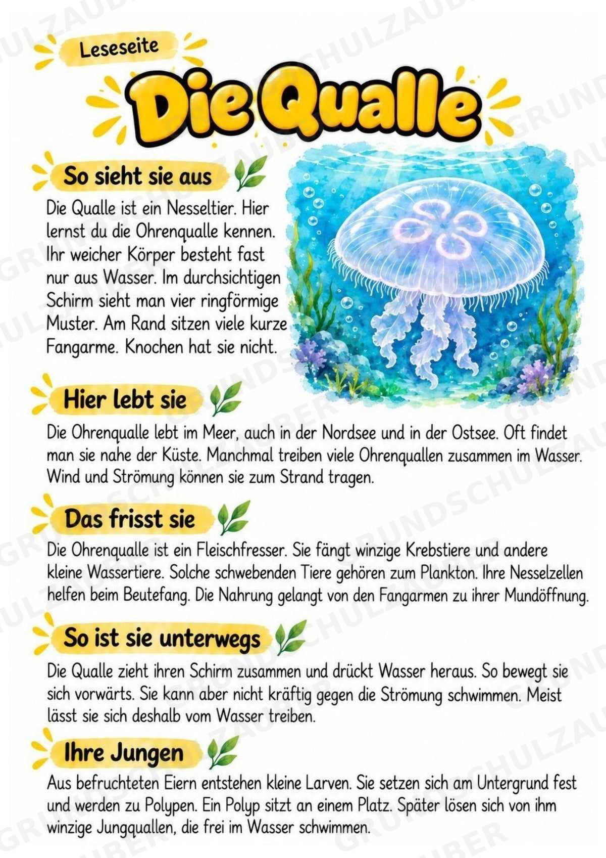 Qualle - Lesetext & Steckbrief | Sachunterricht Tiere Grundschule – Materialseite 2