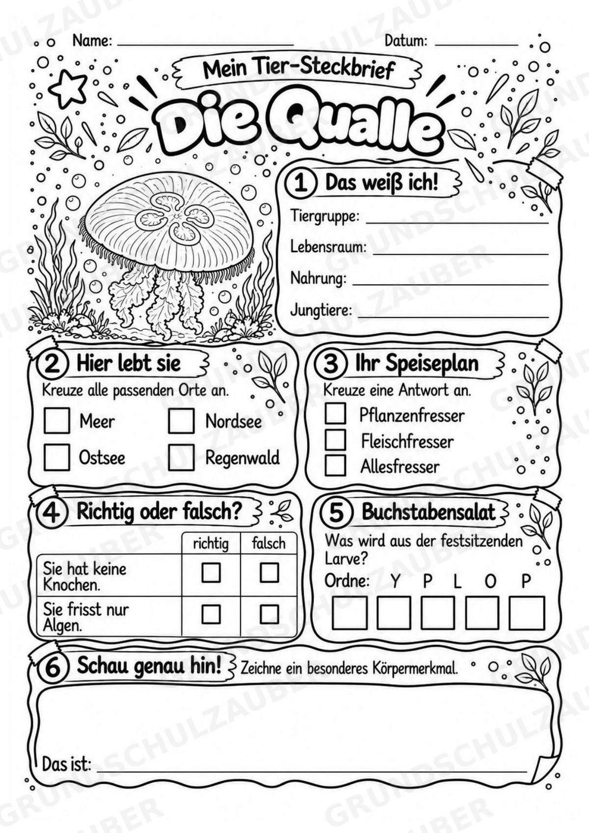 Qualle - Lesetext & Steckbrief | Sachunterricht Tiere Grundschule – Materialseite 4