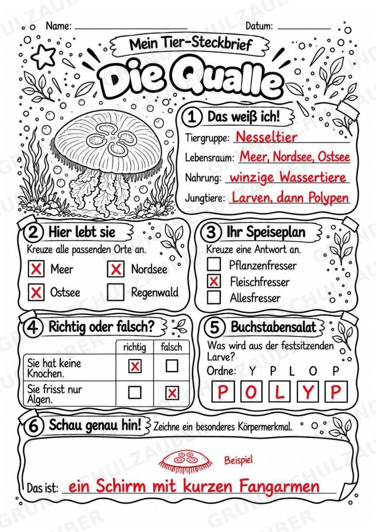 Qualle - Lesetext & Steckbrief | Sachunterricht Tiere Grundschule – Materialseite 5