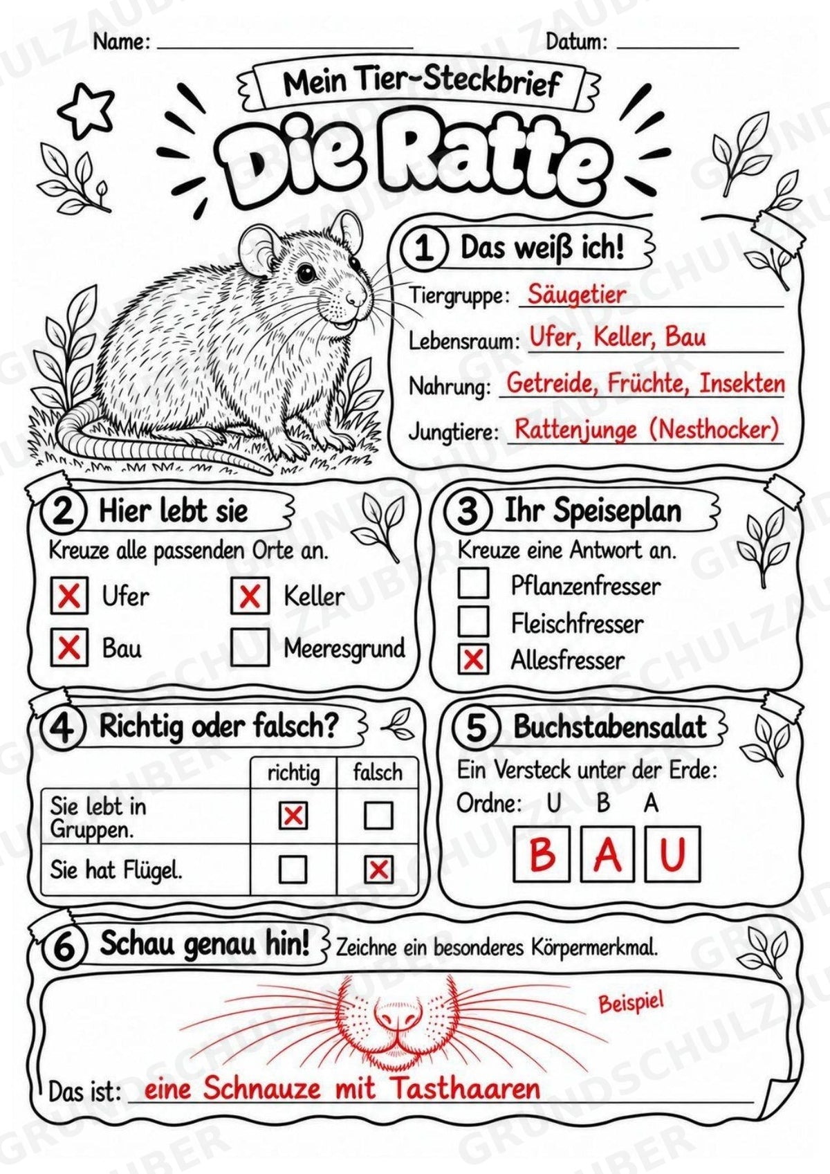 Ratte - Lesetext & Steckbrief | Sachunterricht Tiere Grundschule – Materialseite 5