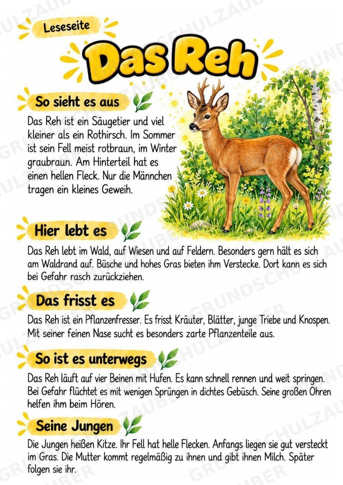 Reh - Lesetext & Steckbrief | Sachunterricht Tiere Grundschule – Materialseite 2