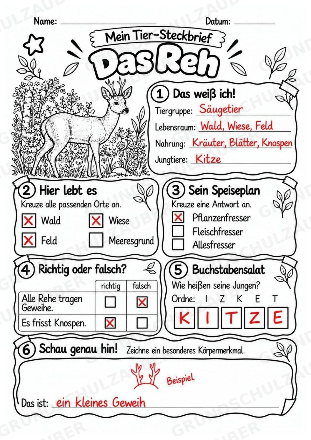 Reh - Lesetext & Steckbrief | Sachunterricht Tiere Grundschule – Materialseite 5