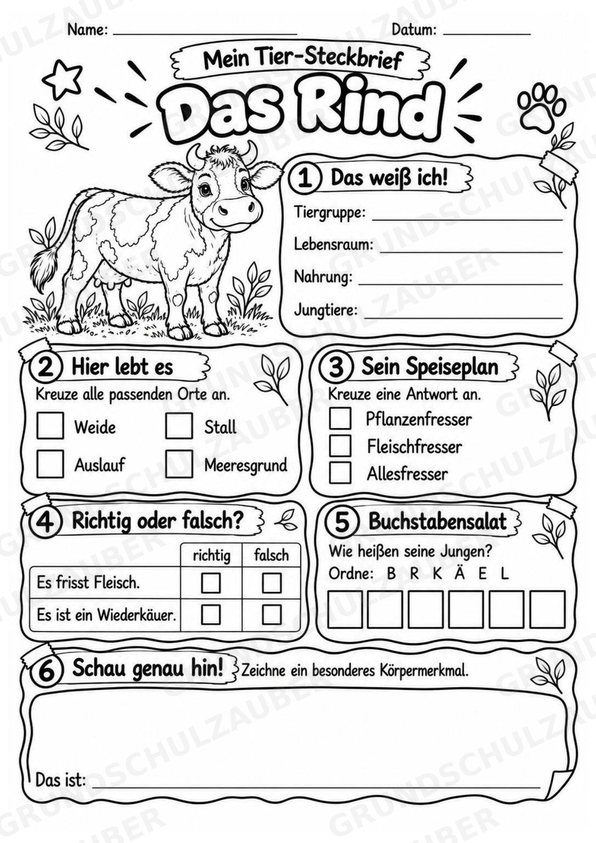 Rind - Lesetext & Steckbrief | Sachunterricht Tiere Grundschule – Materialseite 4