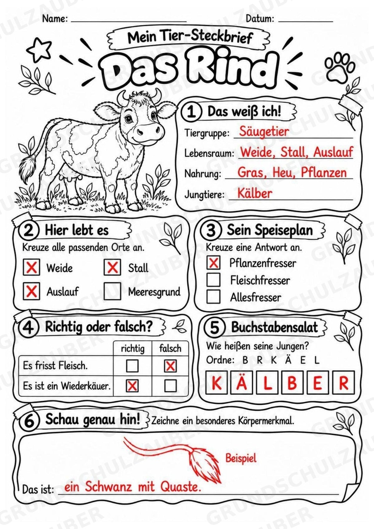 Rind - Lesetext & Steckbrief | Sachunterricht Tiere Grundschule – Materialseite 5