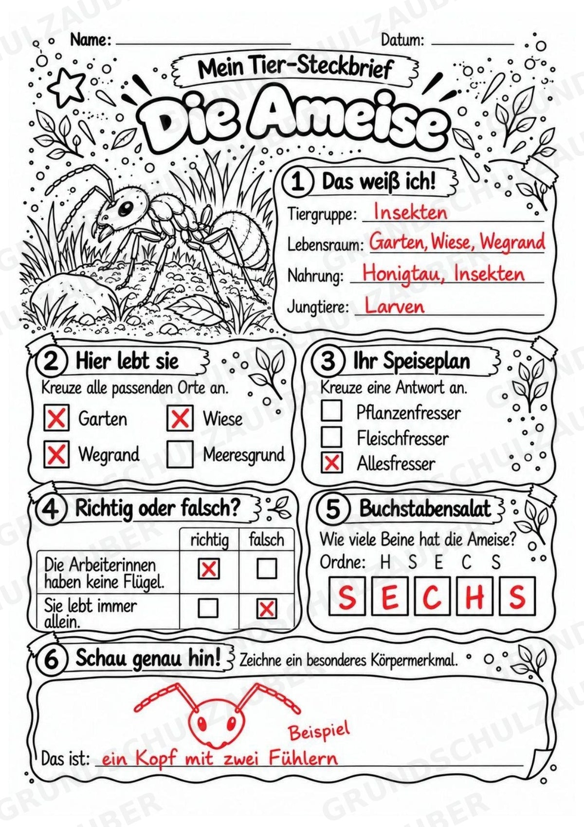 Ameise - Lesetext & Steckbrief | Sachunterricht Tiere Grundschule – Materialseite 5