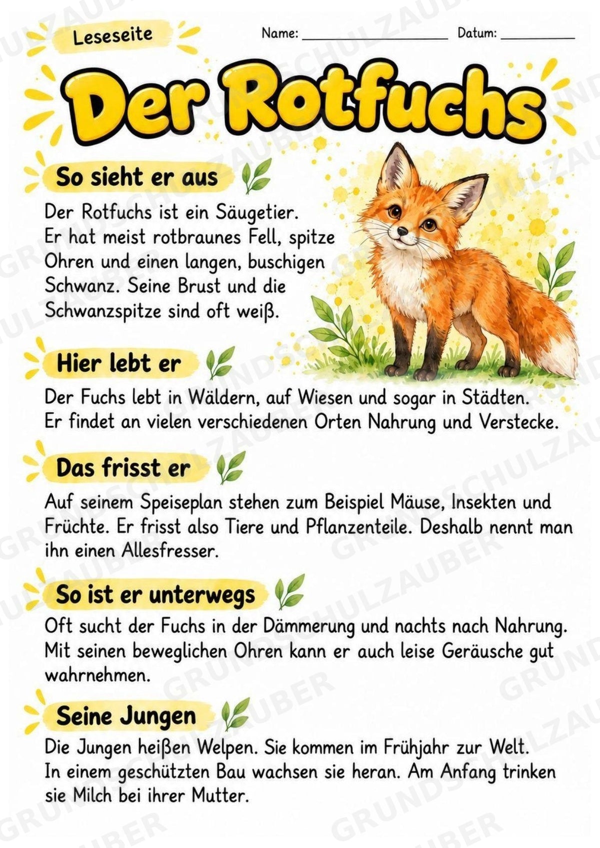 Rotfuchs - Lesetext & Steckbrief | Sachunterricht Tiere Grundschule – Materialseite 2
