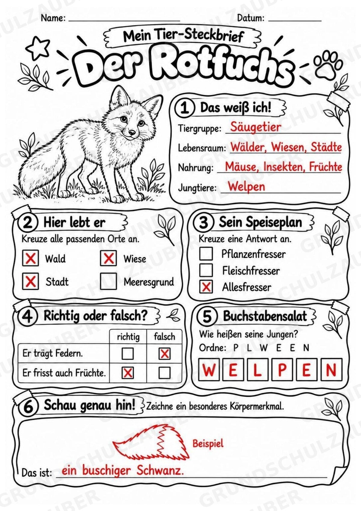 Rotfuchs - Lesetext & Steckbrief | Sachunterricht Tiere Grundschule – Materialseite 5