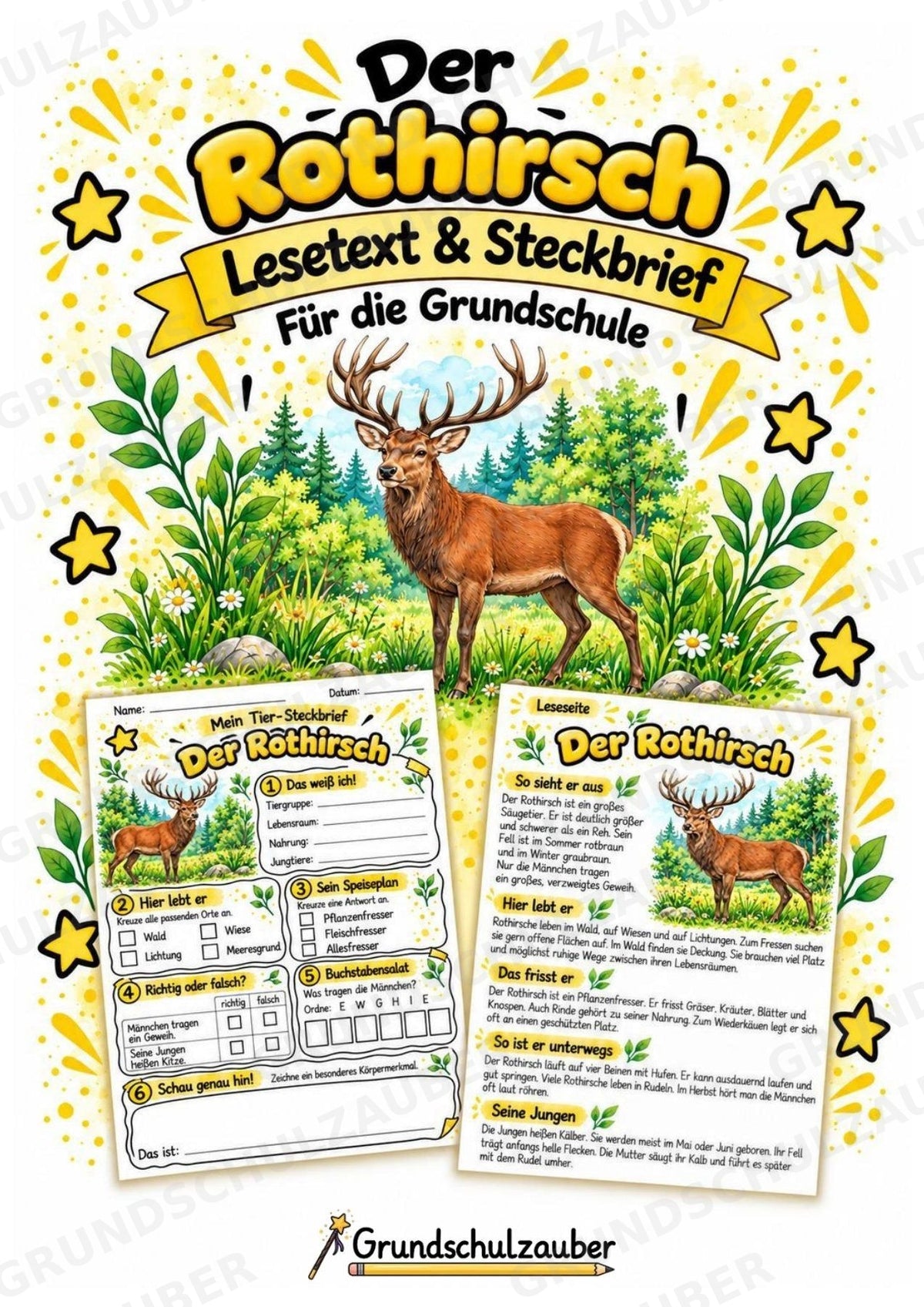 Rothirsch - Lesetext & Steckbrief | Sachunterricht Tiere Grundschule – Cover