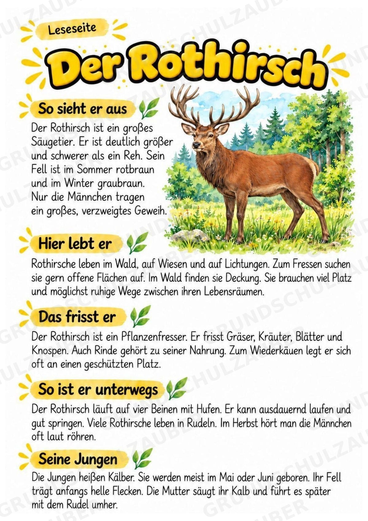 Rothirsch - Lesetext & Steckbrief | Sachunterricht Tiere Grundschule – Materialseite 2