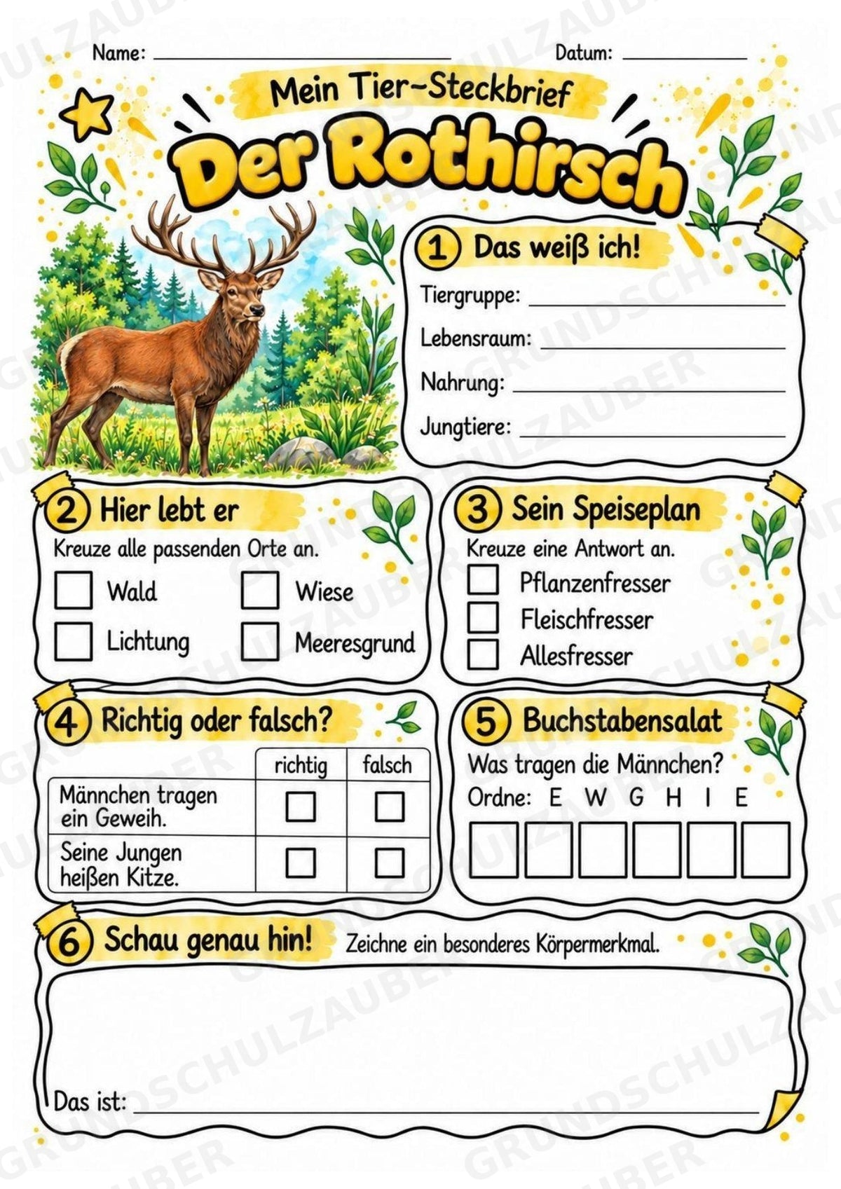 Rothirsch - Lesetext & Steckbrief | Sachunterricht Tiere Grundschule – Materialseite 3