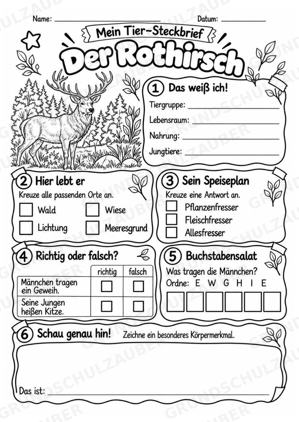 Rothirsch - Lesetext & Steckbrief | Sachunterricht Tiere Grundschule – Materialseite 4