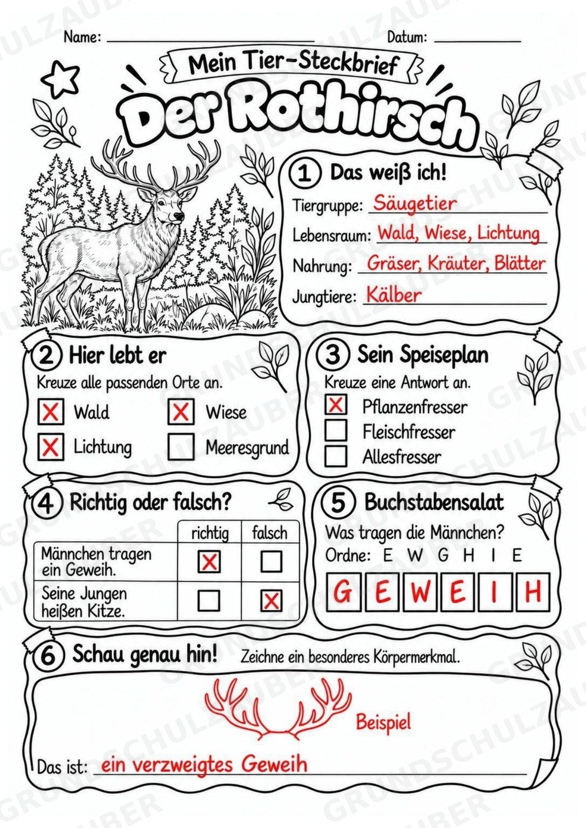 Rothirsch - Lesetext & Steckbrief | Sachunterricht Tiere Grundschule – Materialseite 5