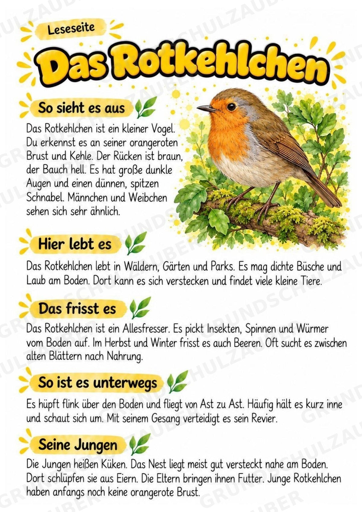 Rotkehlchen - Lesetext & Steckbrief | Sachunterricht Tiere Grundschule – Materialseite 2