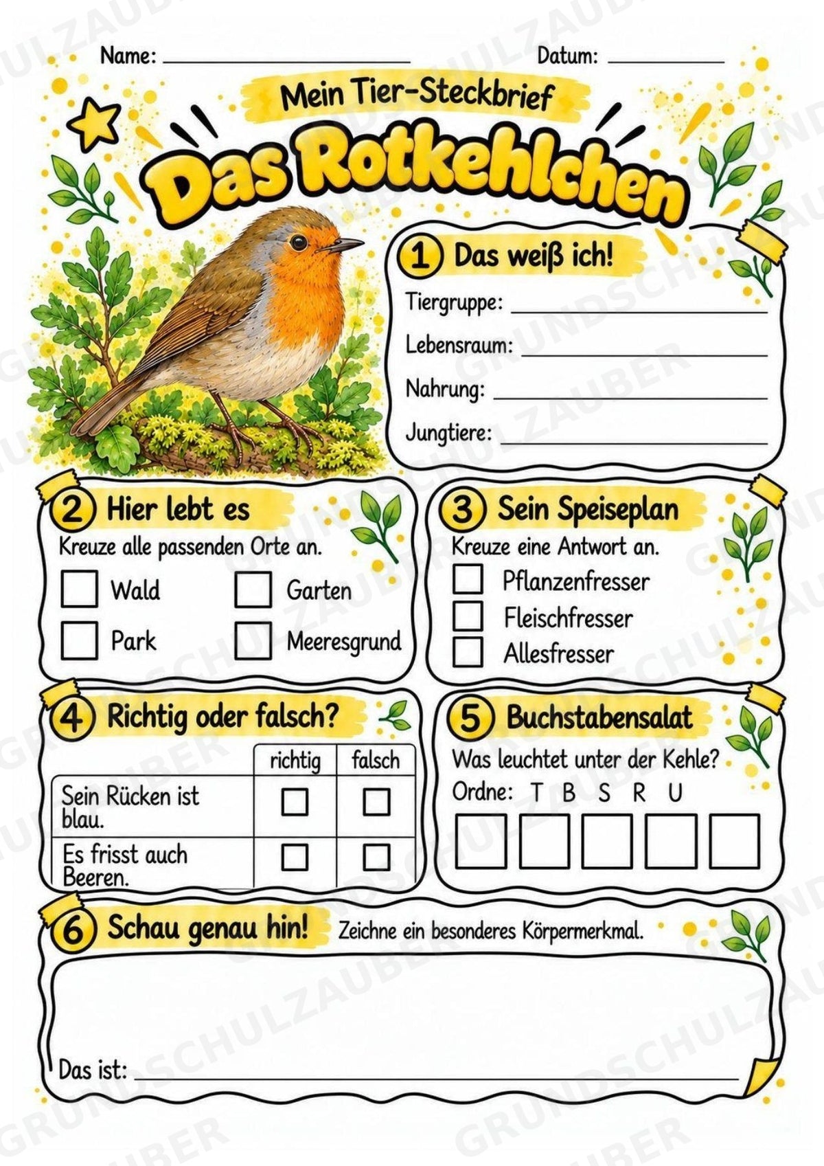 Rotkehlchen - Lesetext & Steckbrief | Sachunterricht Tiere Grundschule – Materialseite 3