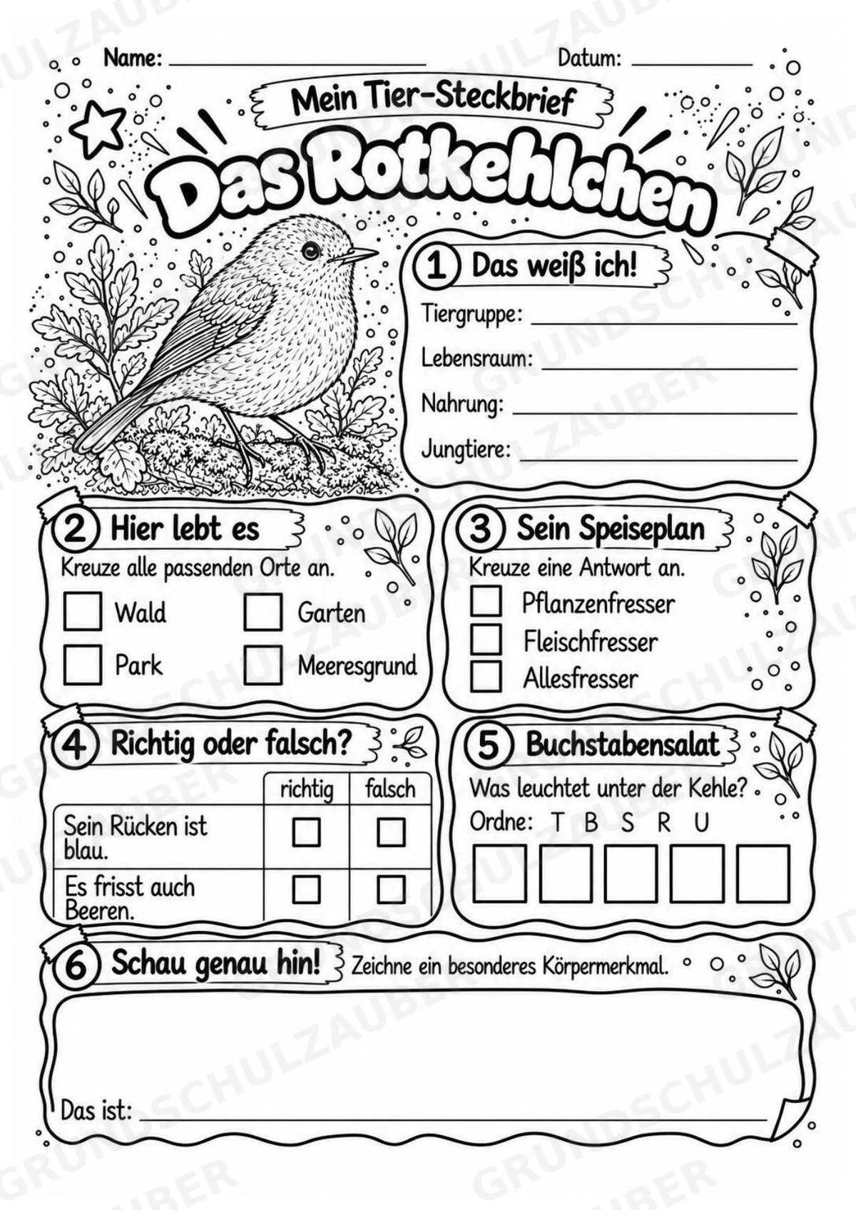 Rotkehlchen - Lesetext & Steckbrief | Sachunterricht Tiere Grundschule – Materialseite 4