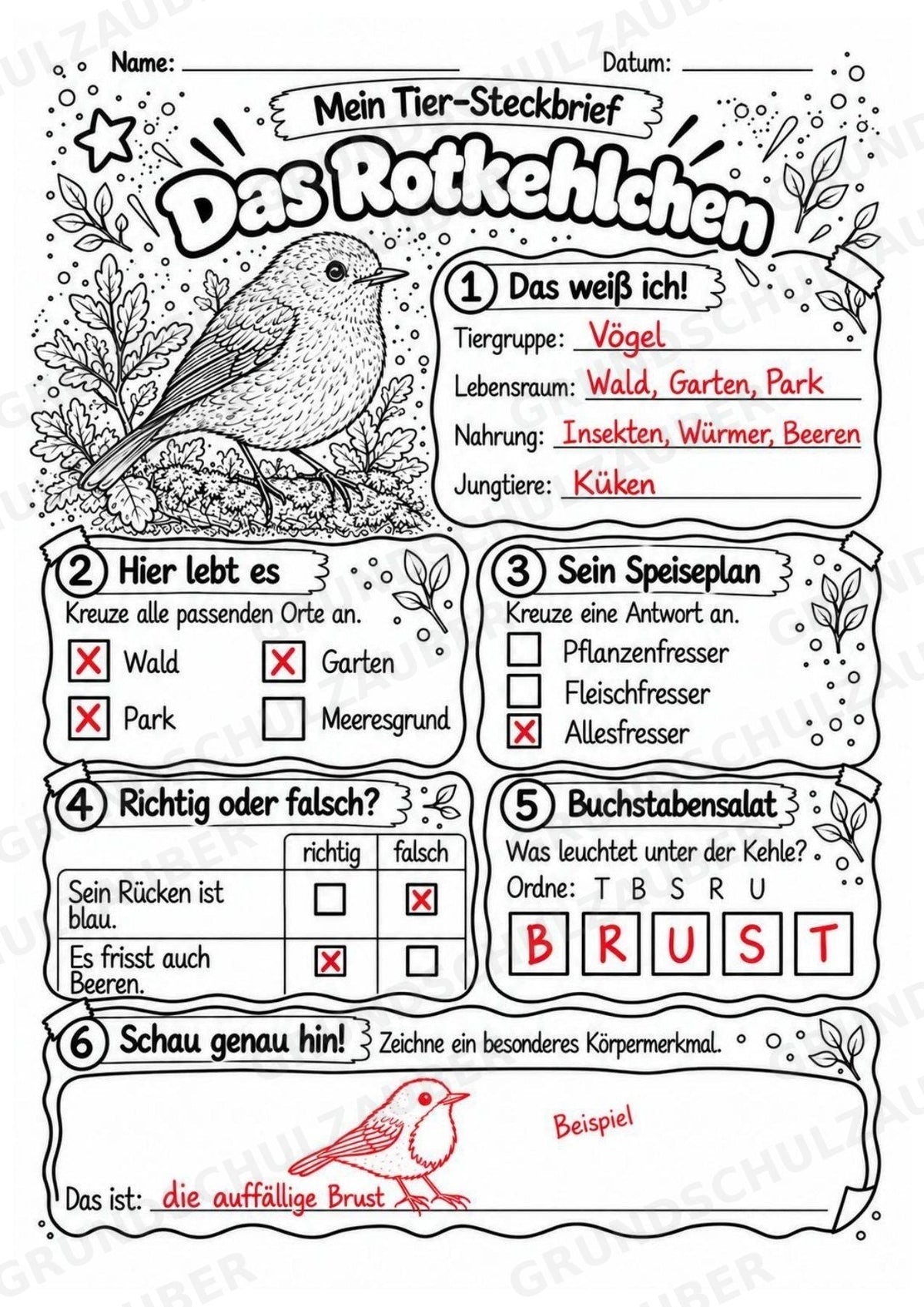 Rotkehlchen - Lesetext & Steckbrief | Sachunterricht Tiere Grundschule – Materialseite 5