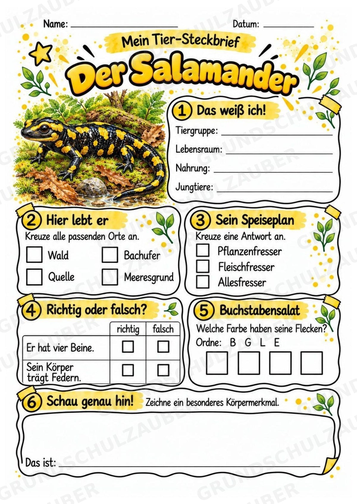 Salamander - Lesetext & Steckbrief | Sachunterricht Tiere Grundschule – Materialseite 3