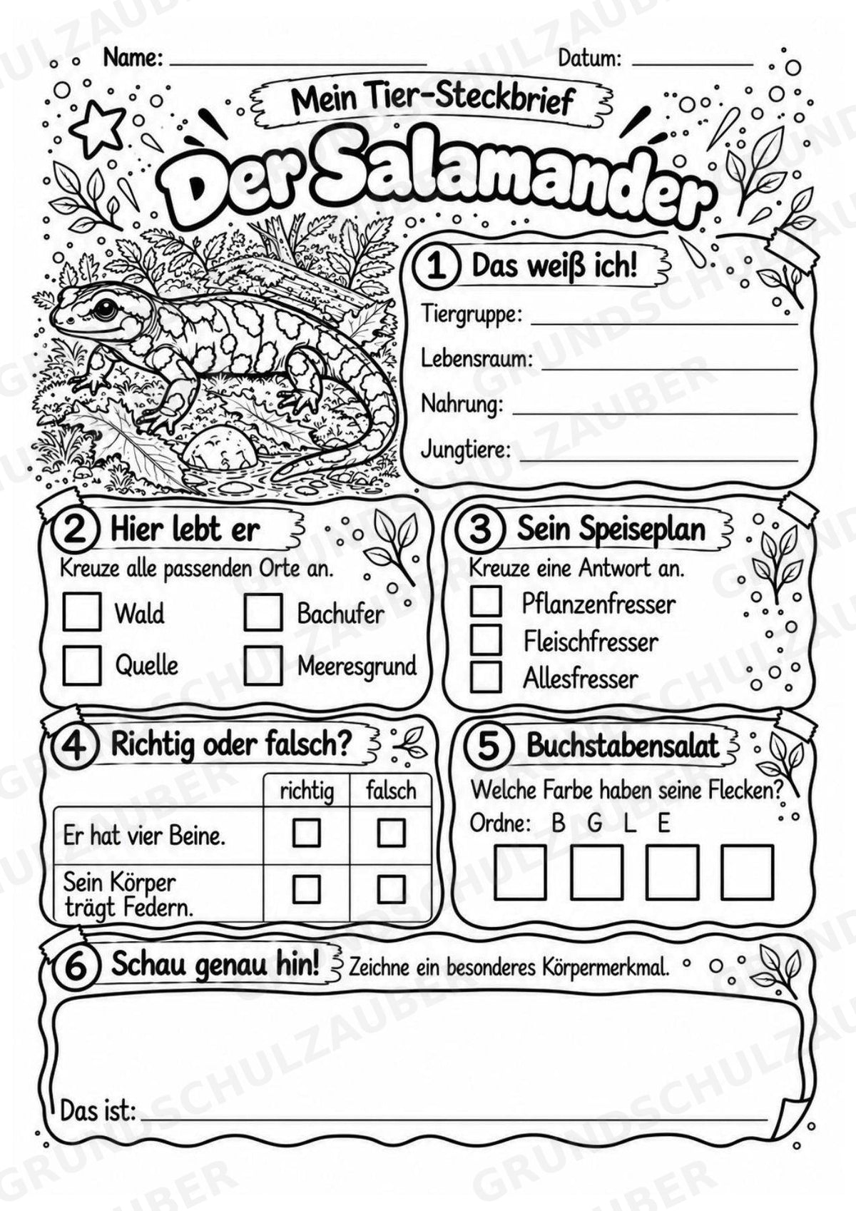 Salamander - Lesetext & Steckbrief | Sachunterricht Tiere Grundschule – Materialseite 4