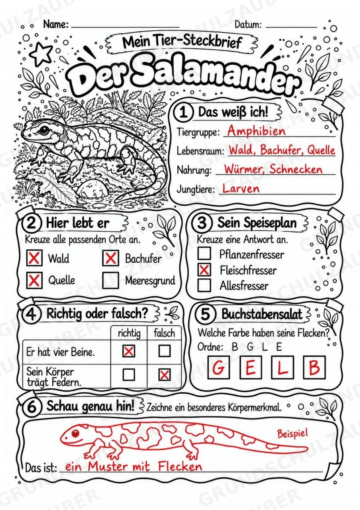 Salamander - Lesetext & Steckbrief | Sachunterricht Tiere Grundschule – Materialseite 5