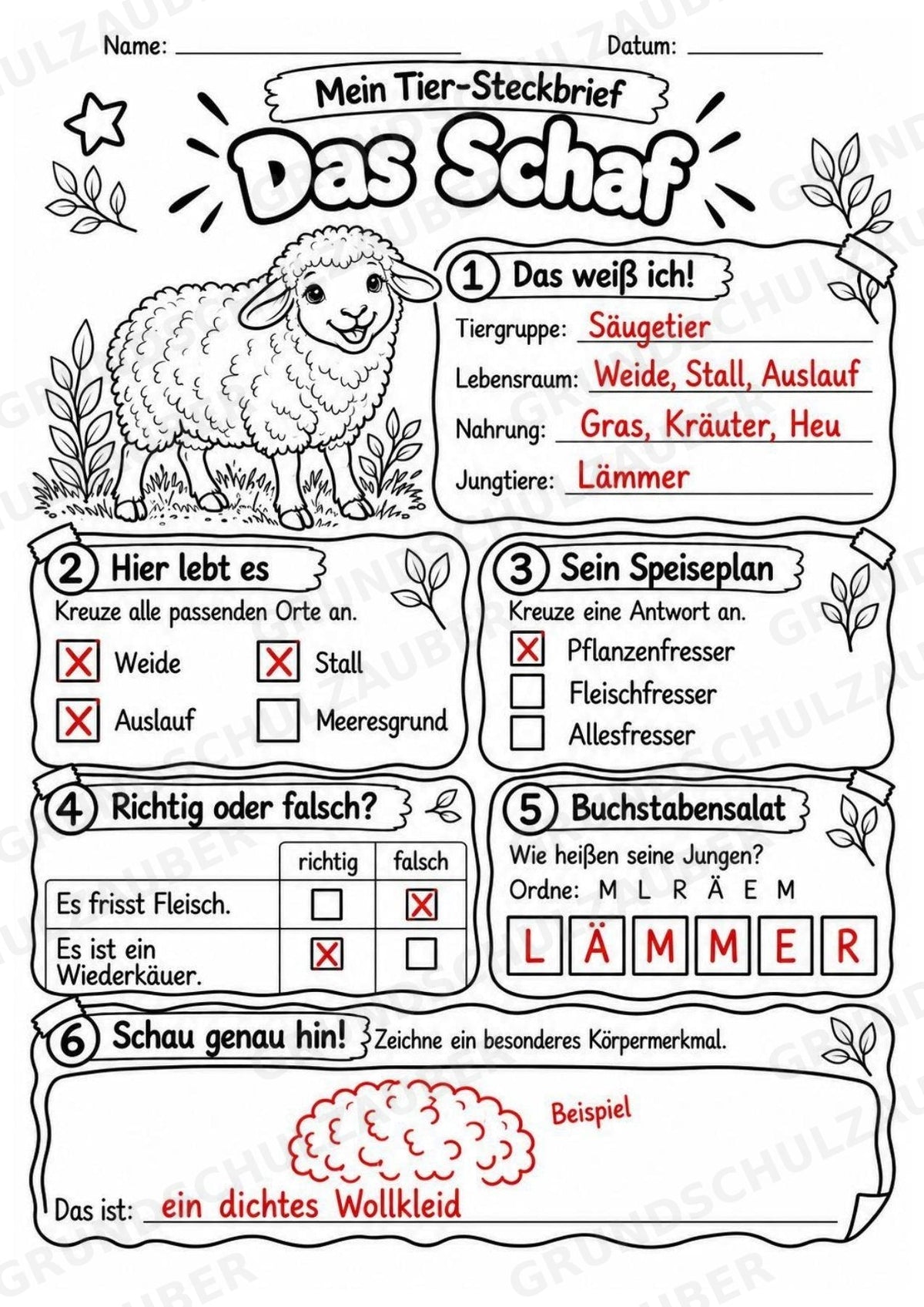 Schaf - Lesetext & Steckbrief | Sachunterricht Tiere Grundschule – Materialseite 5