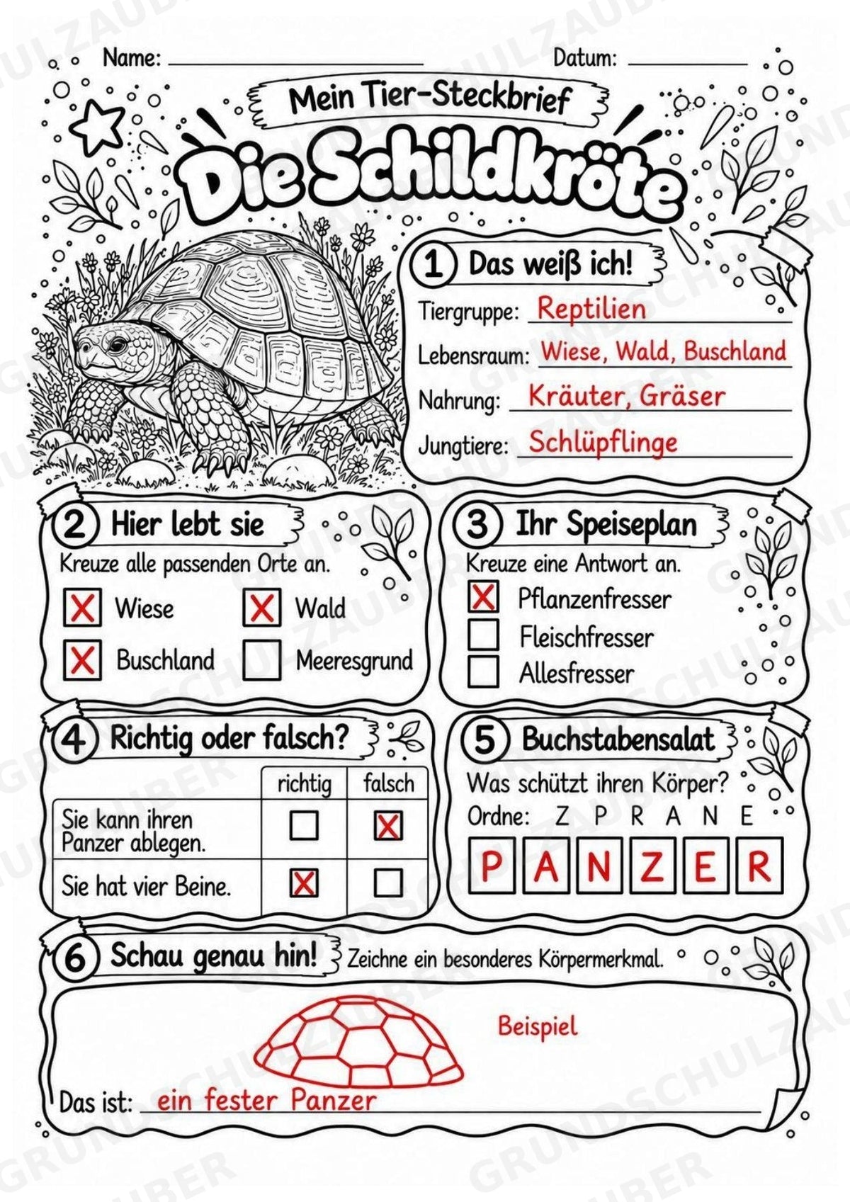 Schildkröte - Lesetext & Steckbrief | Sachunterricht Tiere Grundschule – Materialseite 5