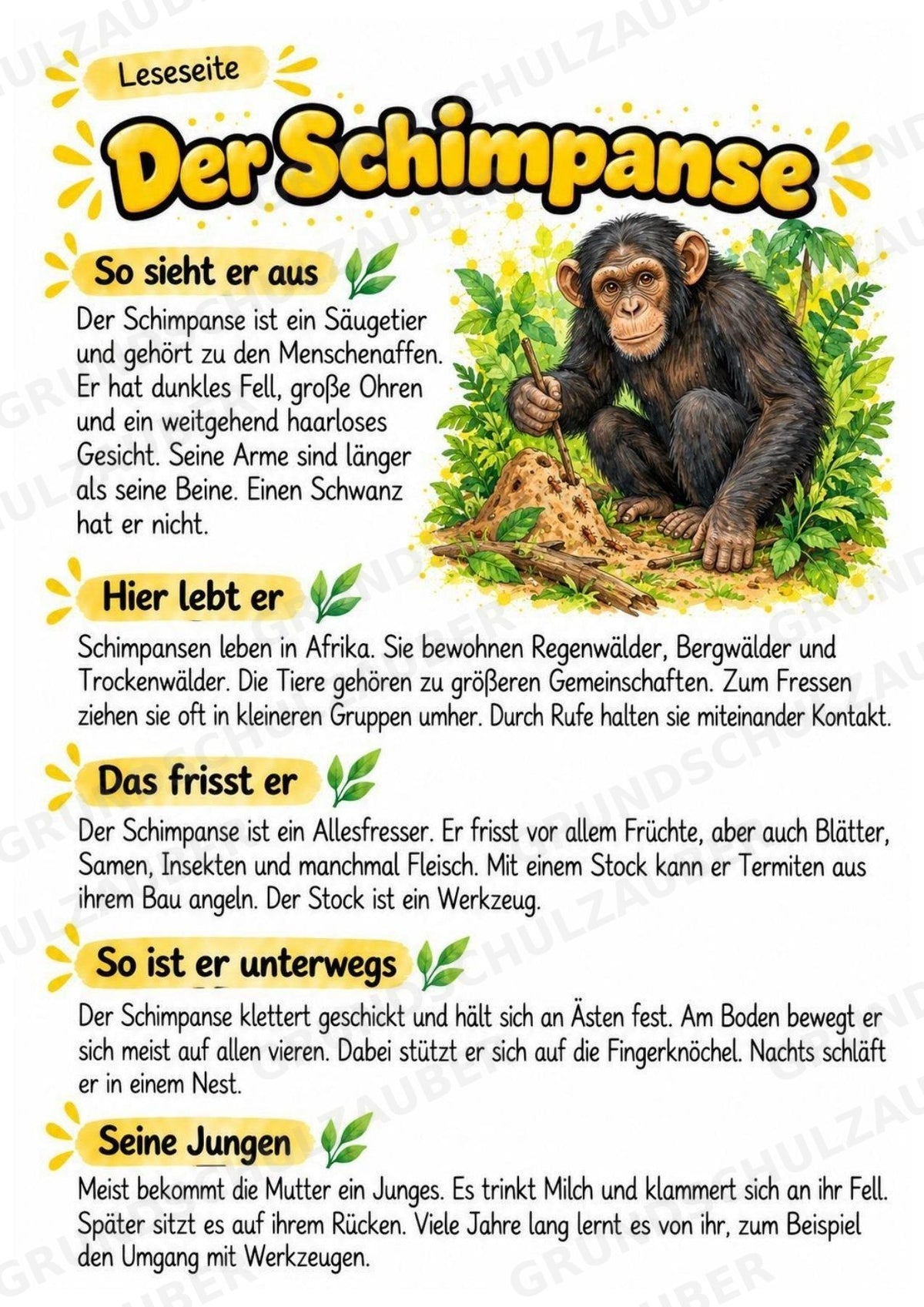 Schimpanse - Lesetext & Steckbrief | Sachunterricht Tiere Grundschule – Materialseite 2
