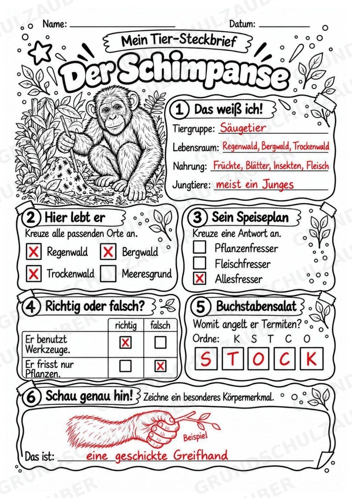 Schimpanse - Lesetext & Steckbrief | Sachunterricht Tiere Grundschule – Materialseite 5