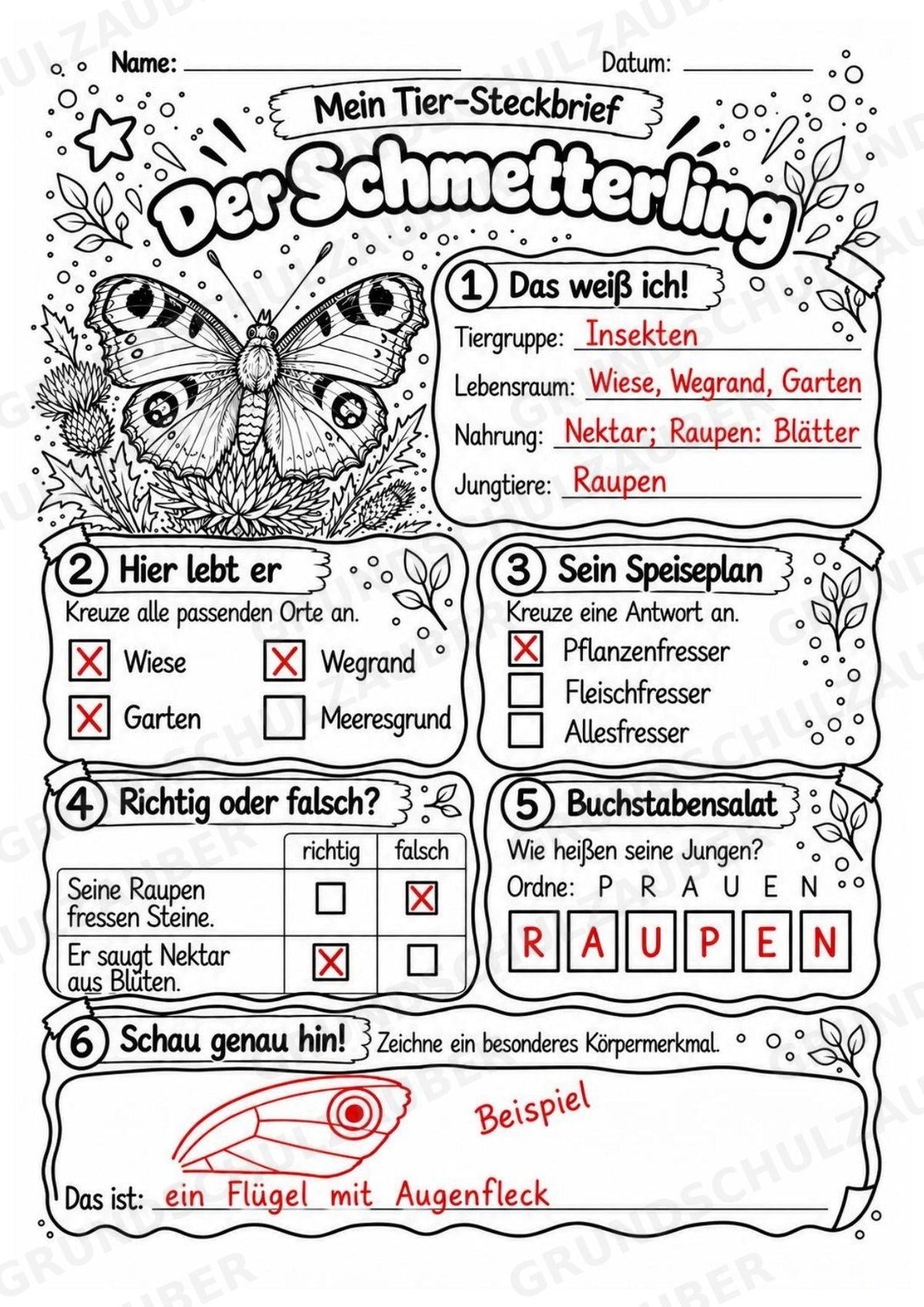 Schmetterling - Lesetext & Steckbrief | Sachunterricht Tiere Grundschule – Materialseite 5