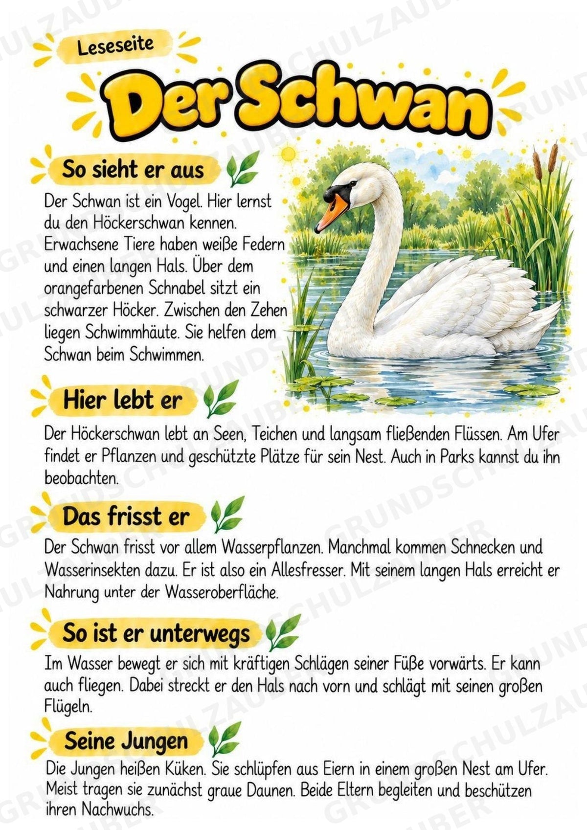 Schwan - Lesetext & Steckbrief | Sachunterricht Tiere Grundschule – Materialseite 2