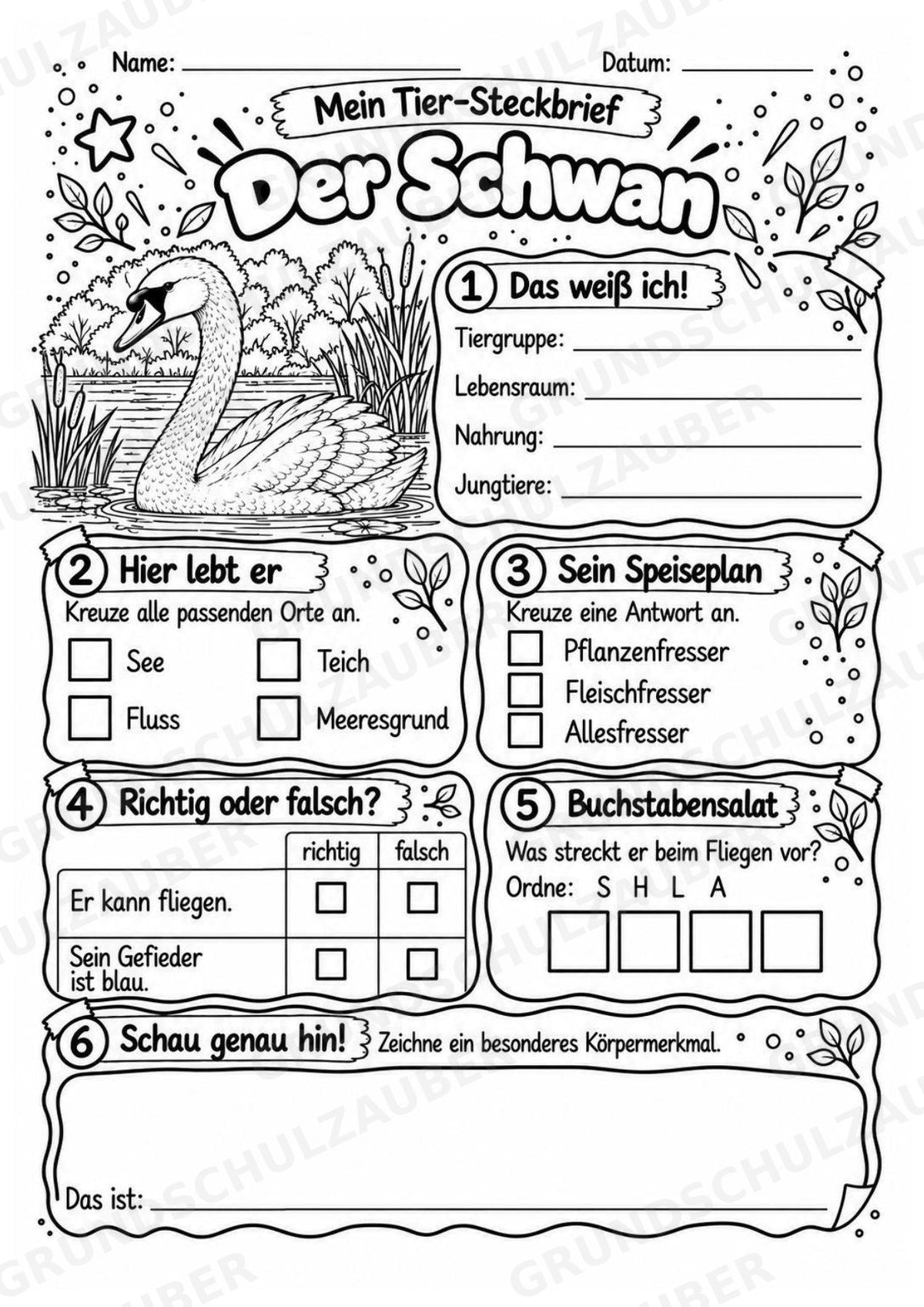 Schwan - Lesetext & Steckbrief | Sachunterricht Tiere Grundschule – Materialseite 4