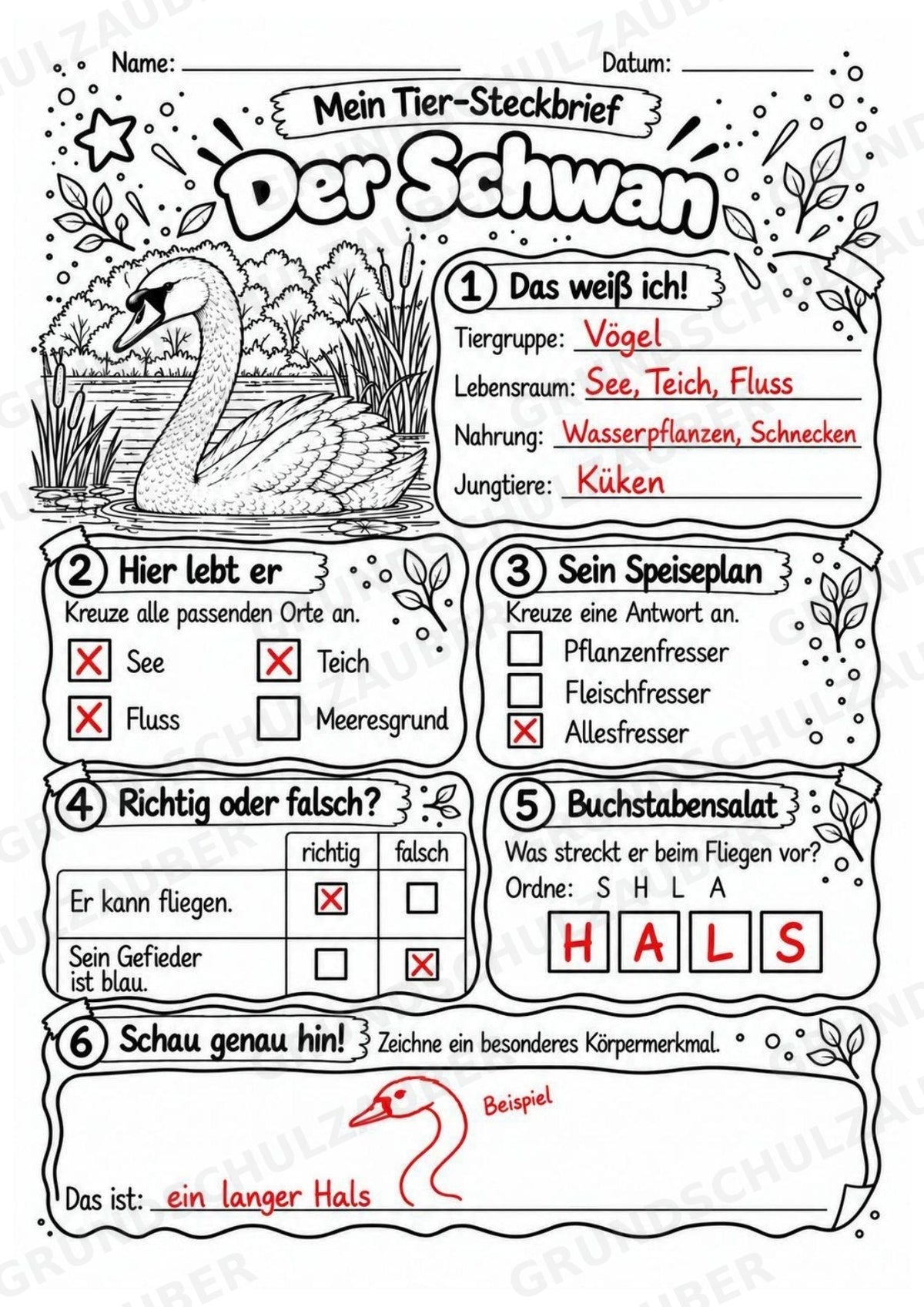 Schwan - Lesetext & Steckbrief | Sachunterricht Tiere Grundschule – Materialseite 5