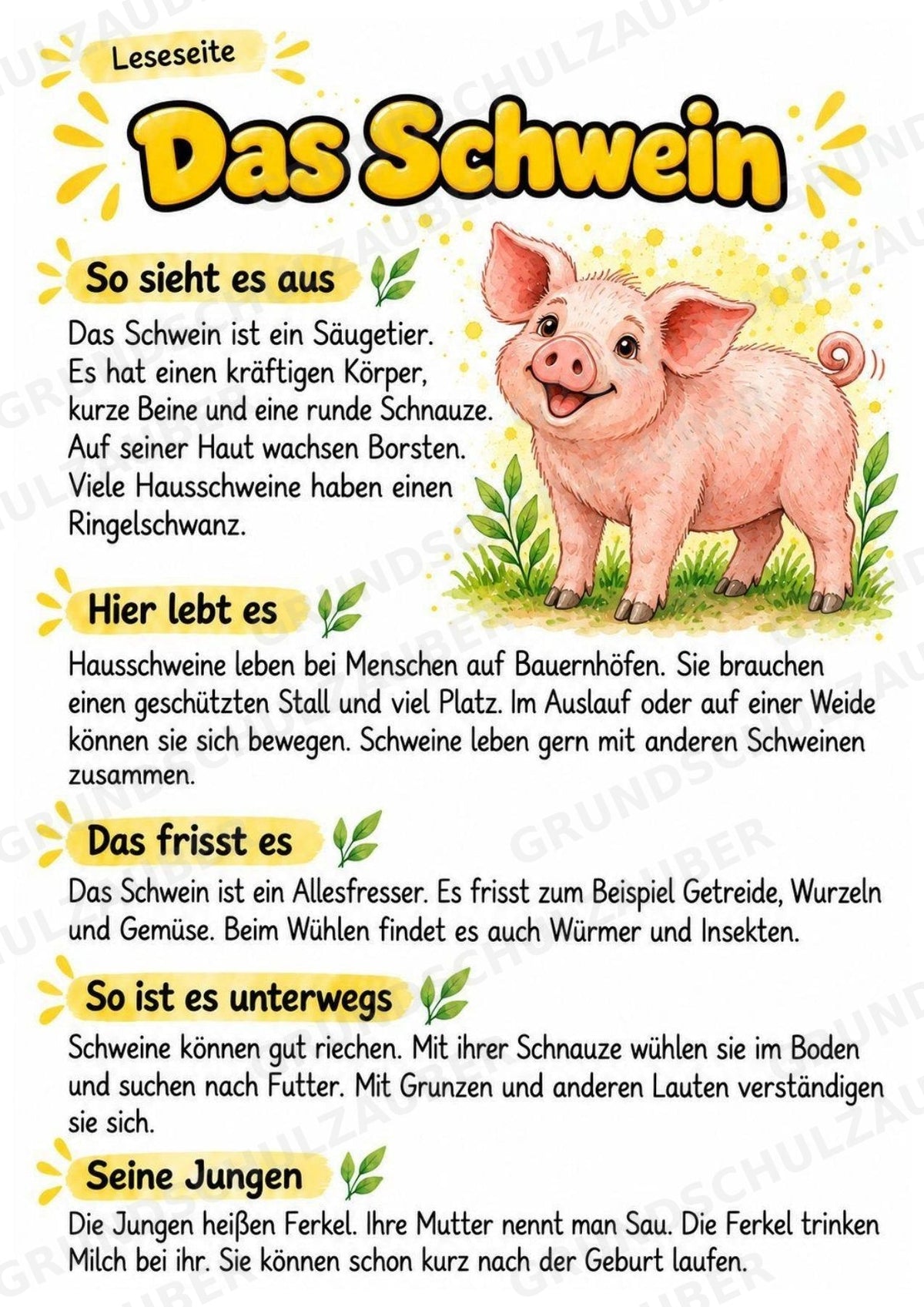 Schwein - Lesetext & Steckbrief | Sachunterricht Tiere Grundschule – Materialseite 2